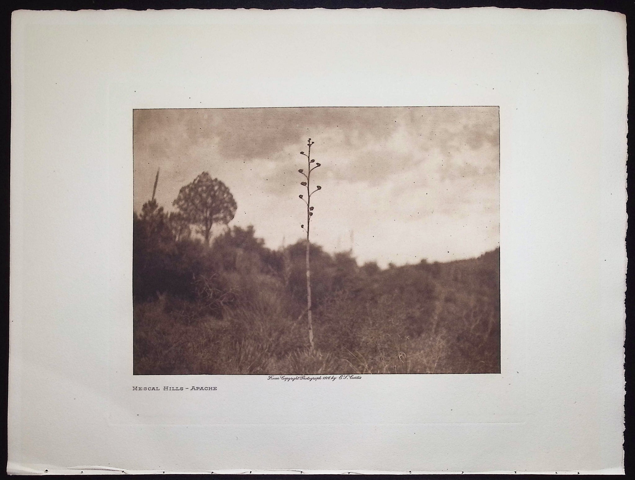 Mescal Hills - Apache