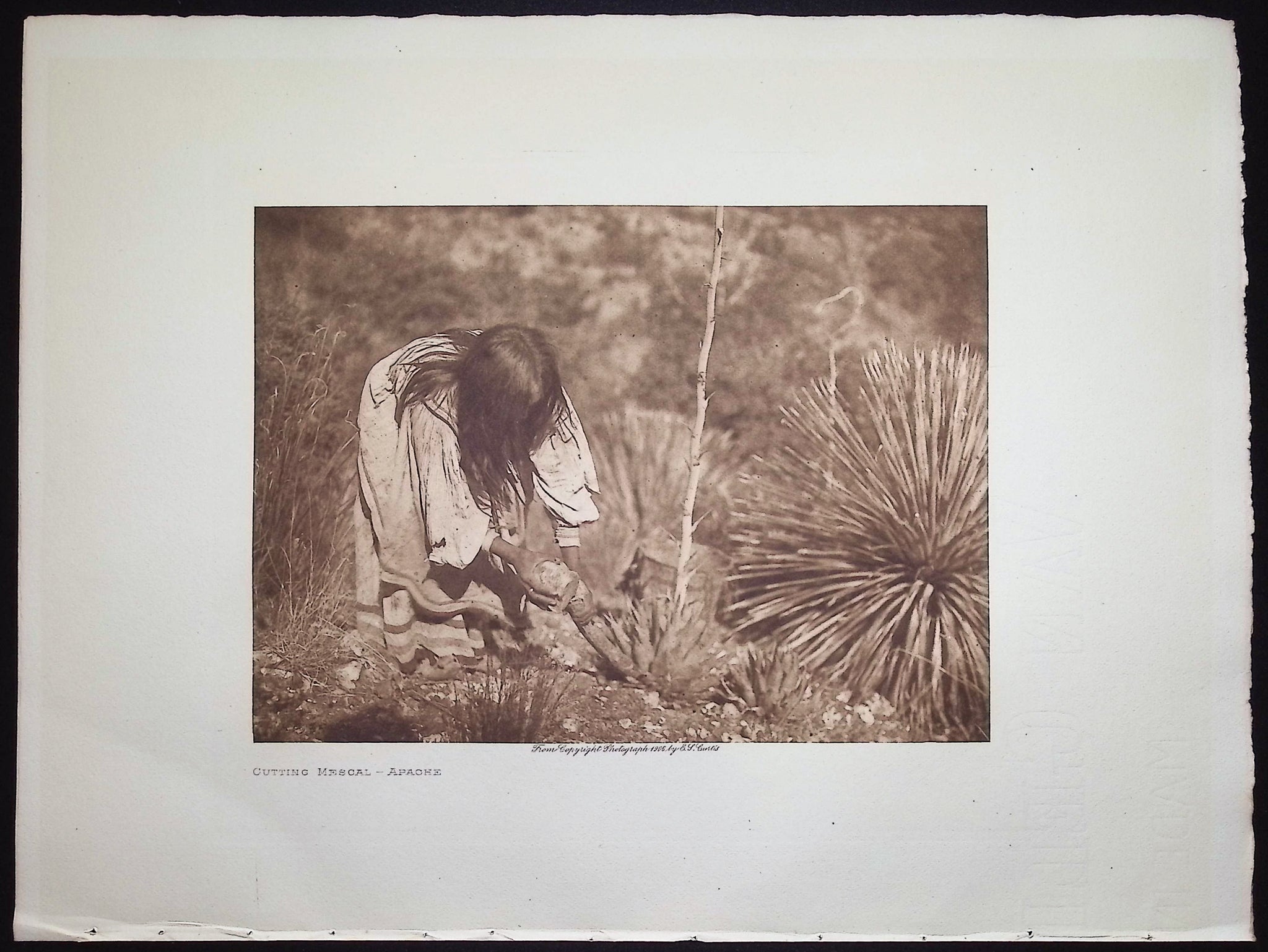 Cutting Mescal - Apache