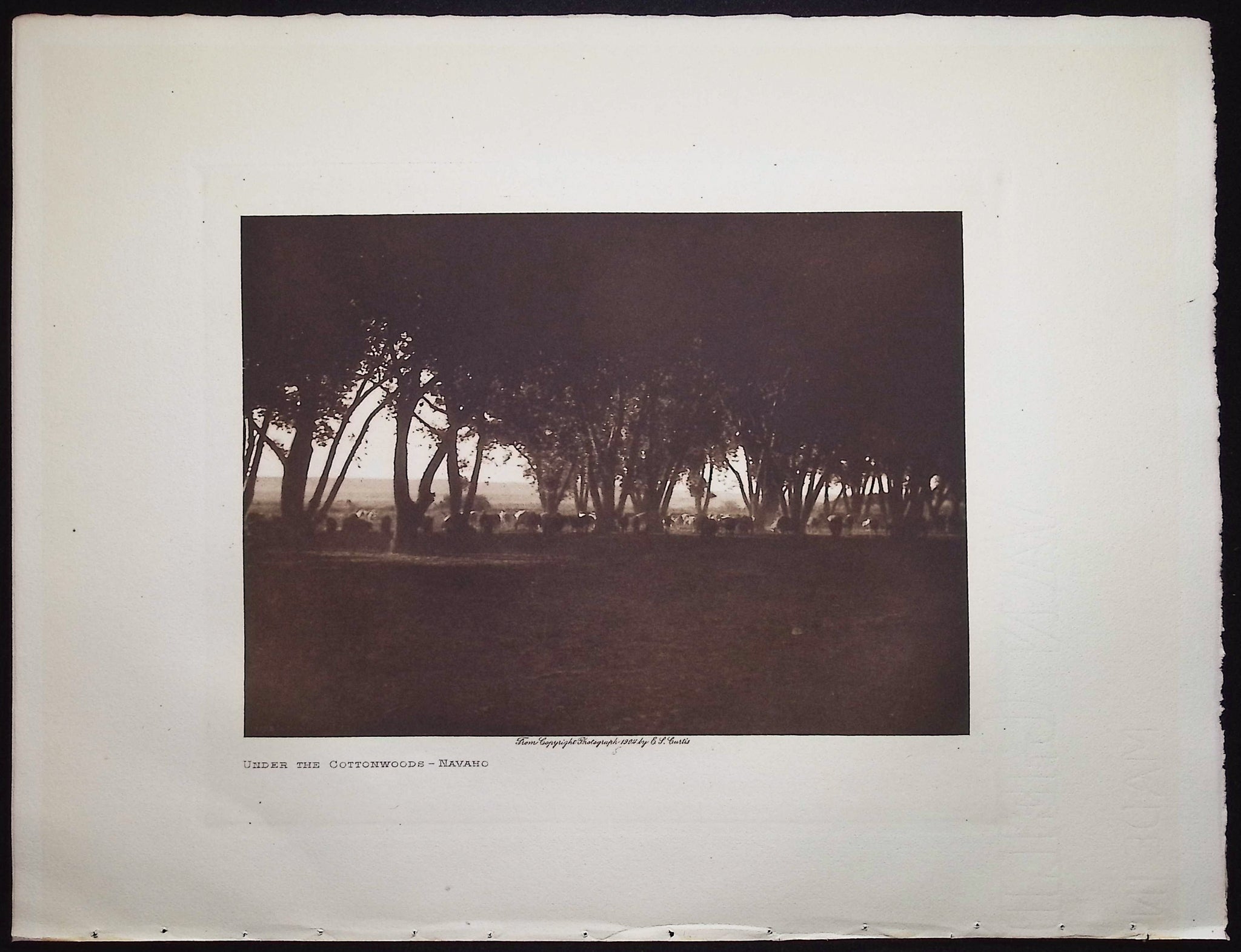 Under the Cottonwoods - Navaho