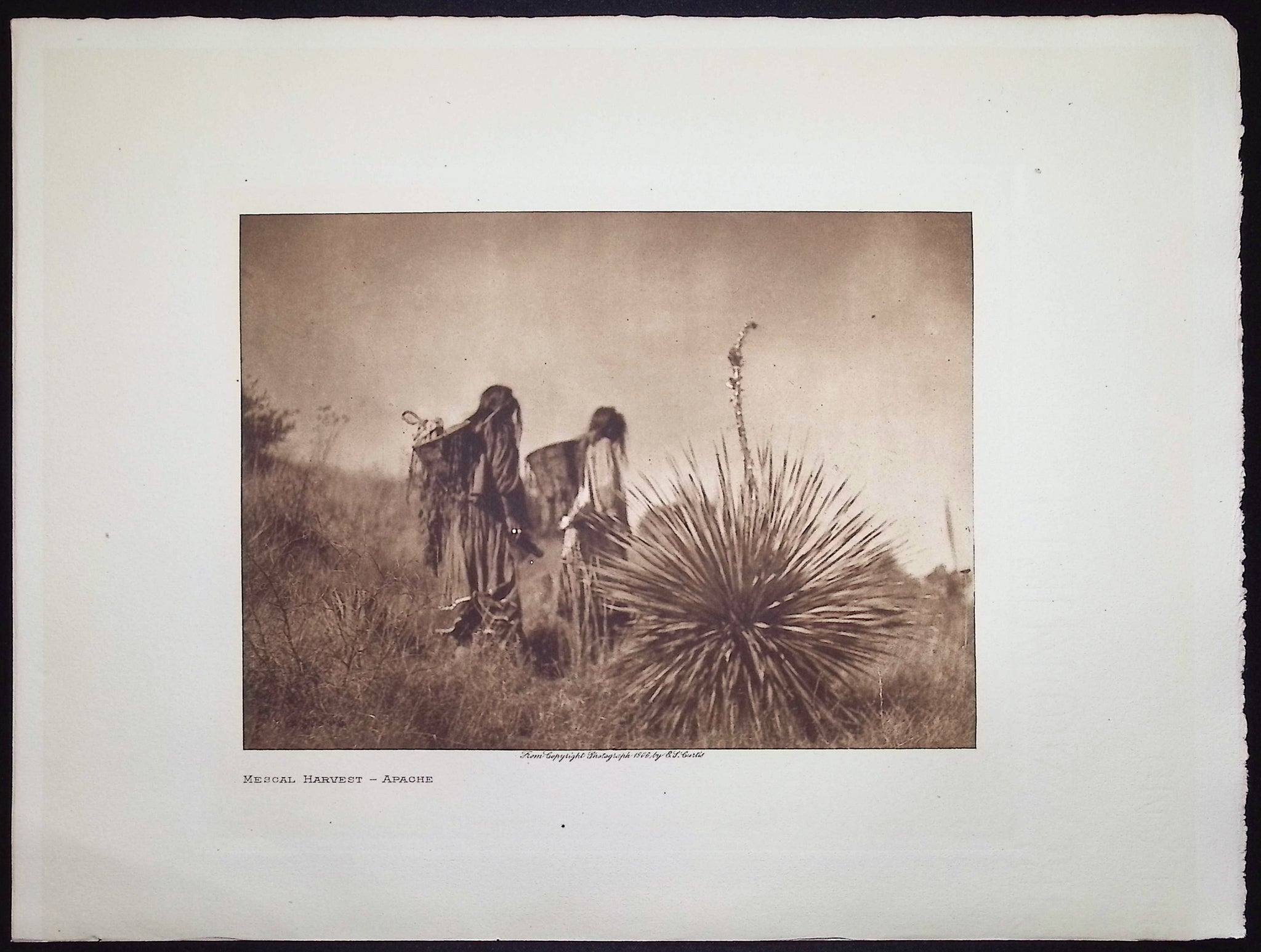 Mescal Harvest - Apache