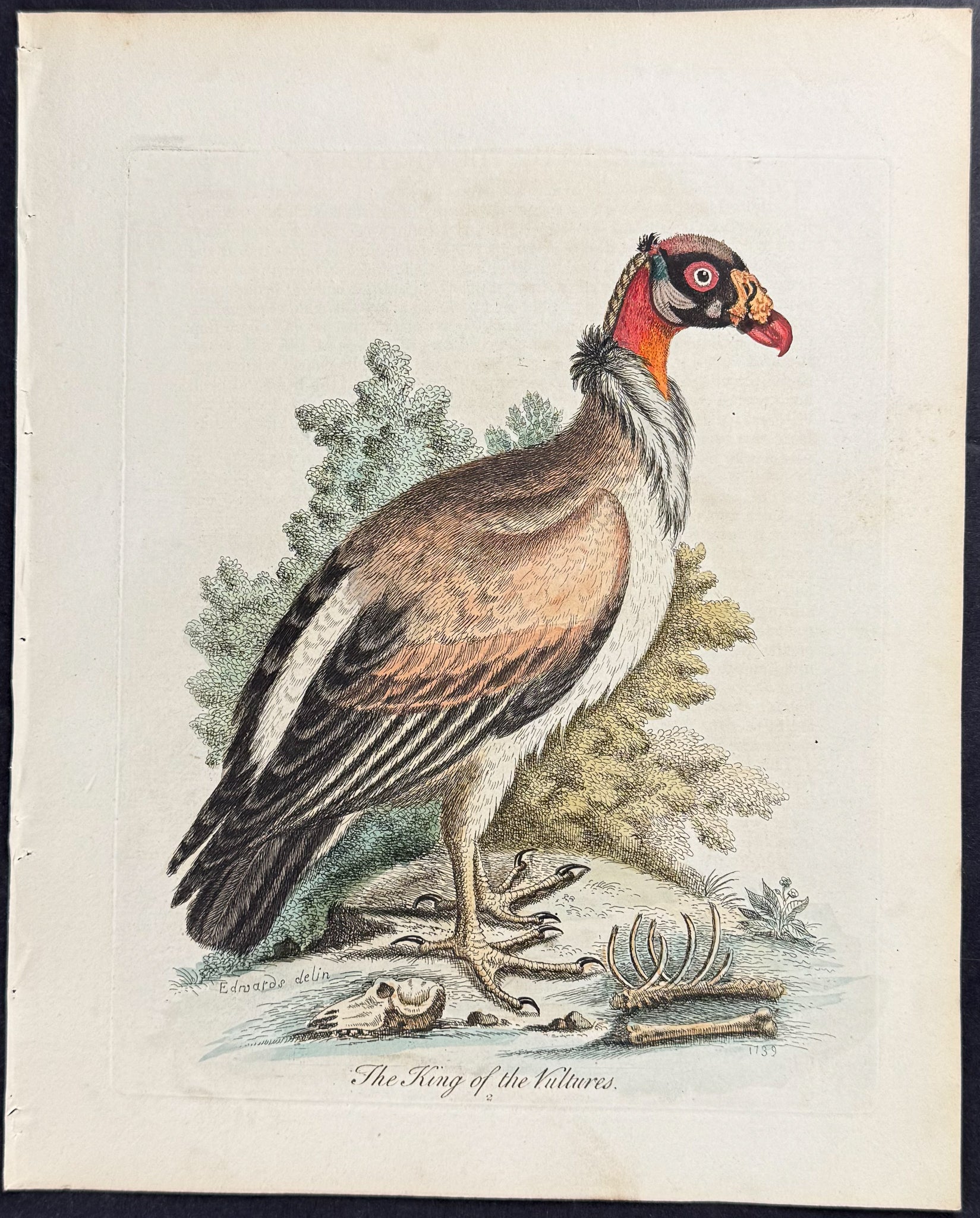 King of the Vultures