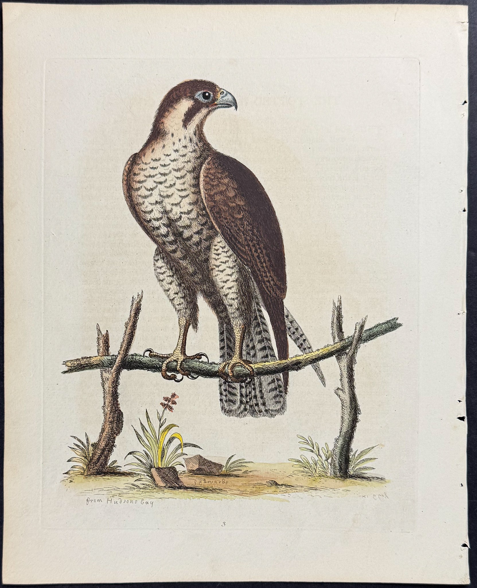 Spotted Hawk or Falcon