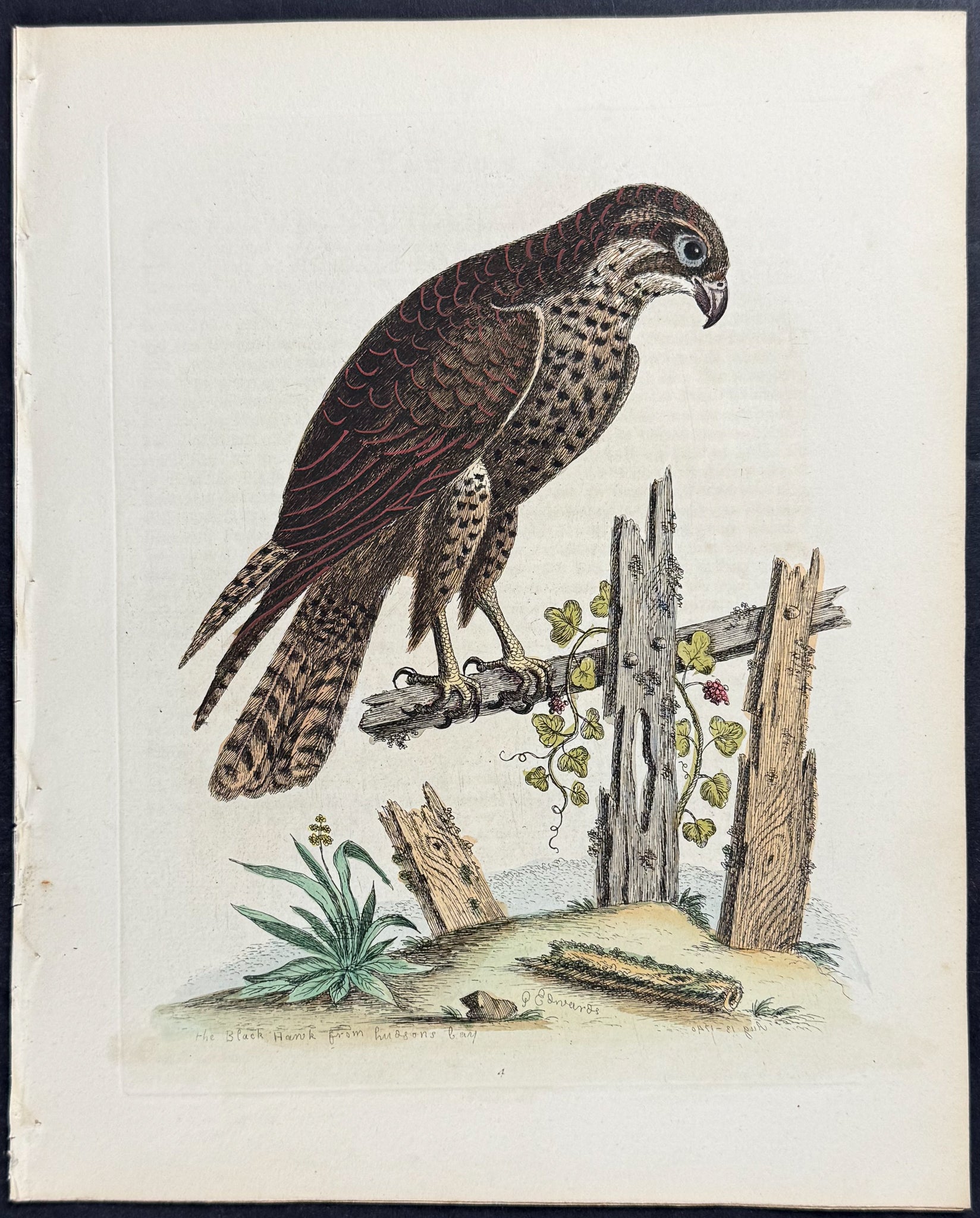 Black Hawk or Falcon