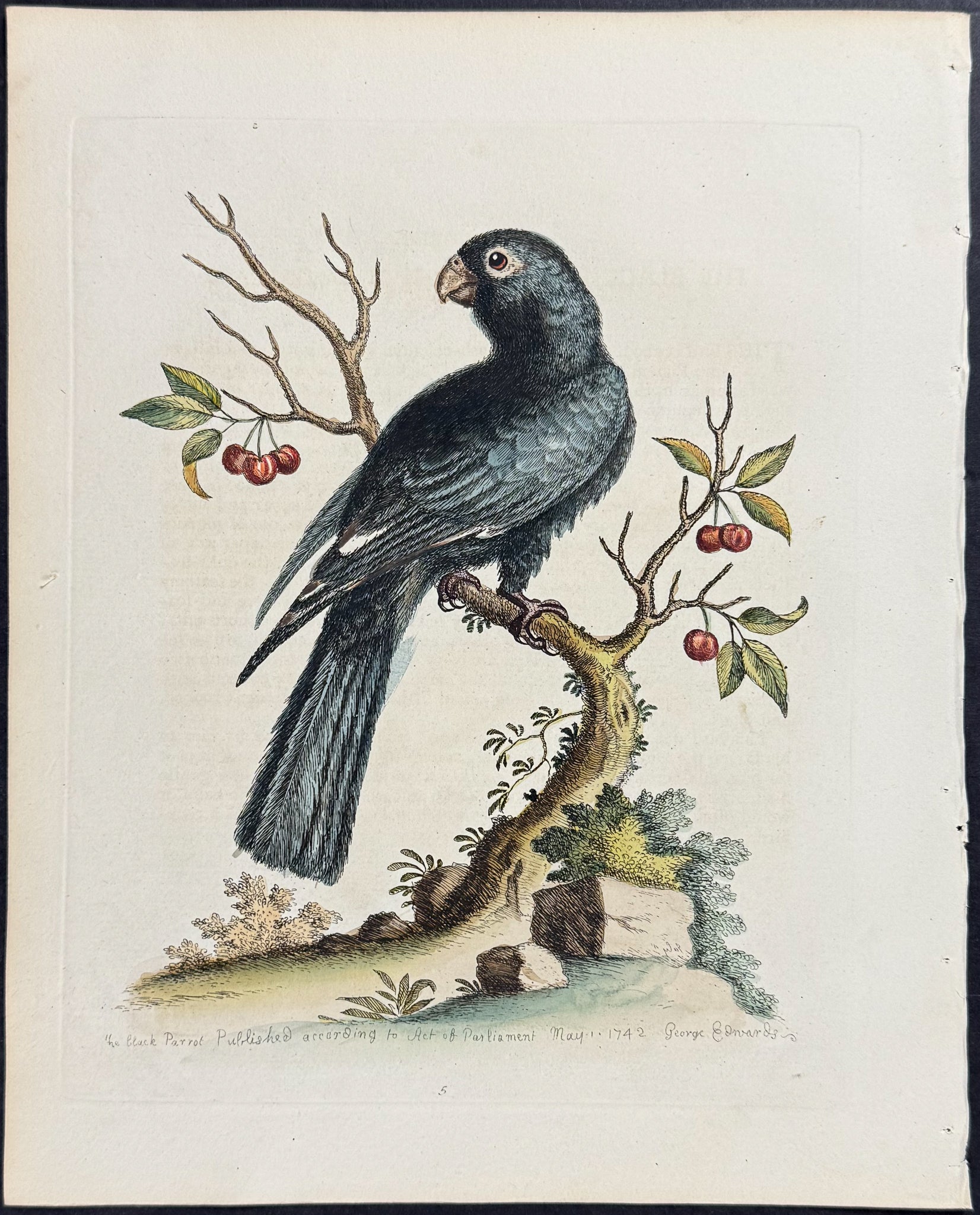Black Parrot from Madgascar