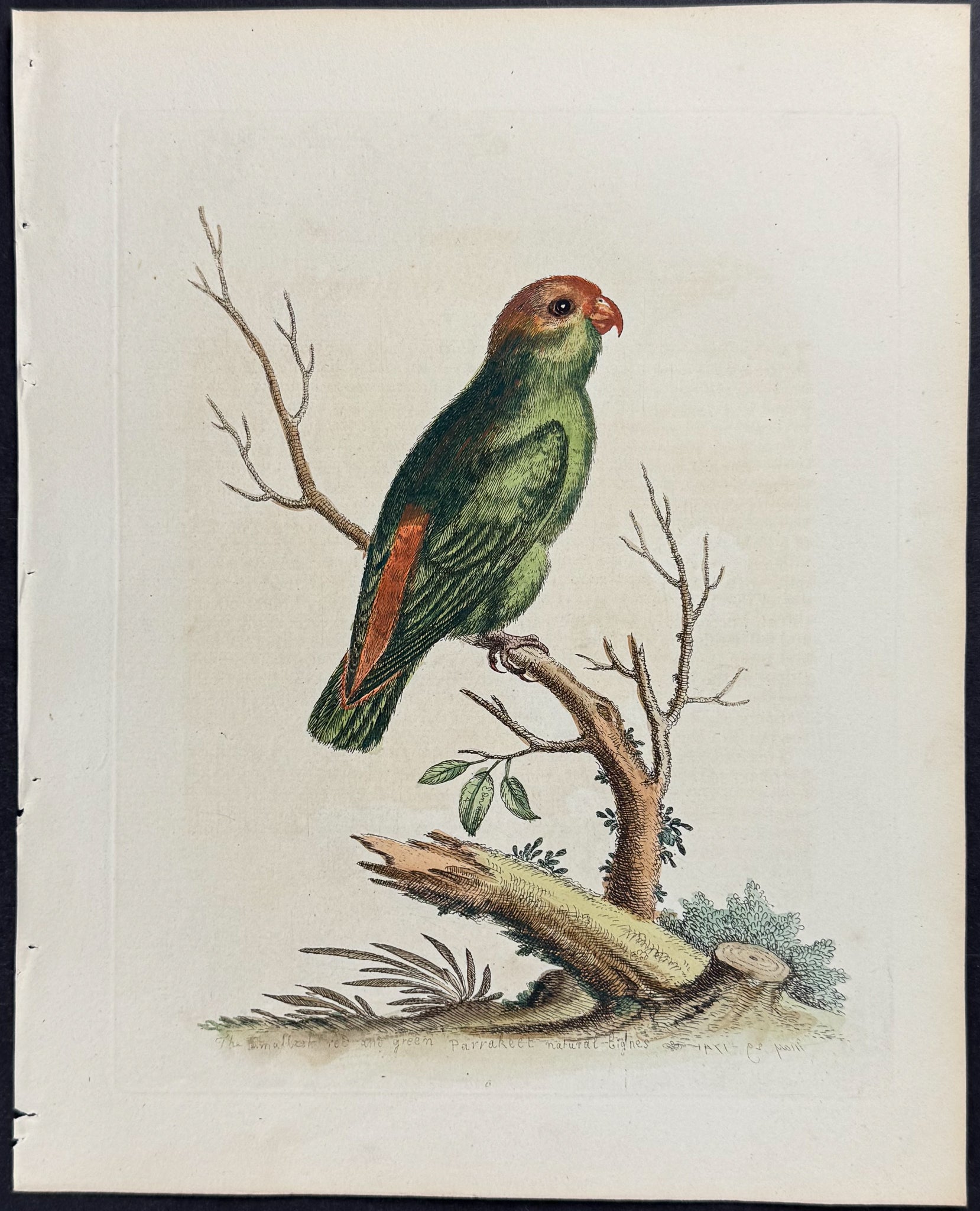 Smallest Green & Red Indian Paroquet