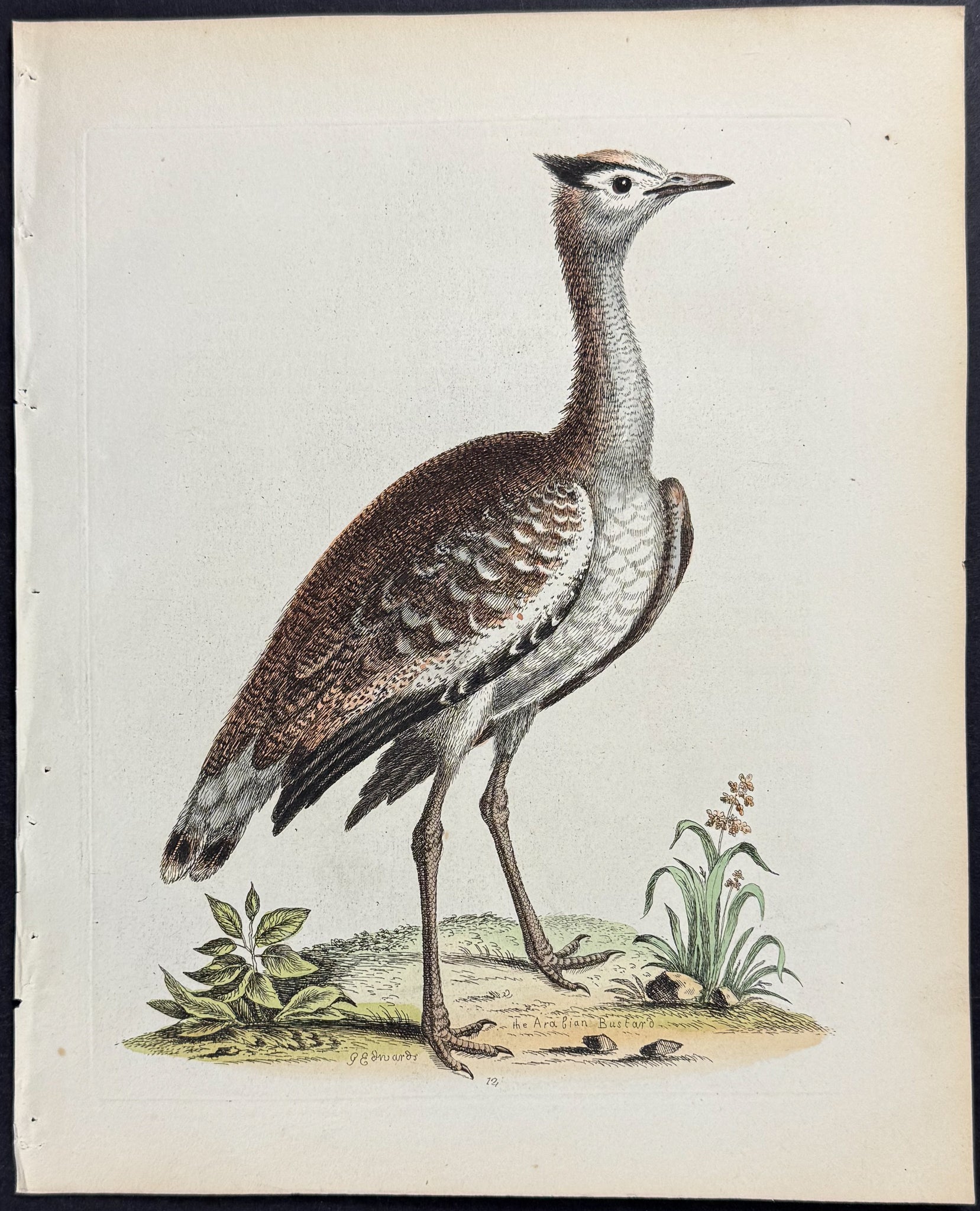 Arabian Bustard