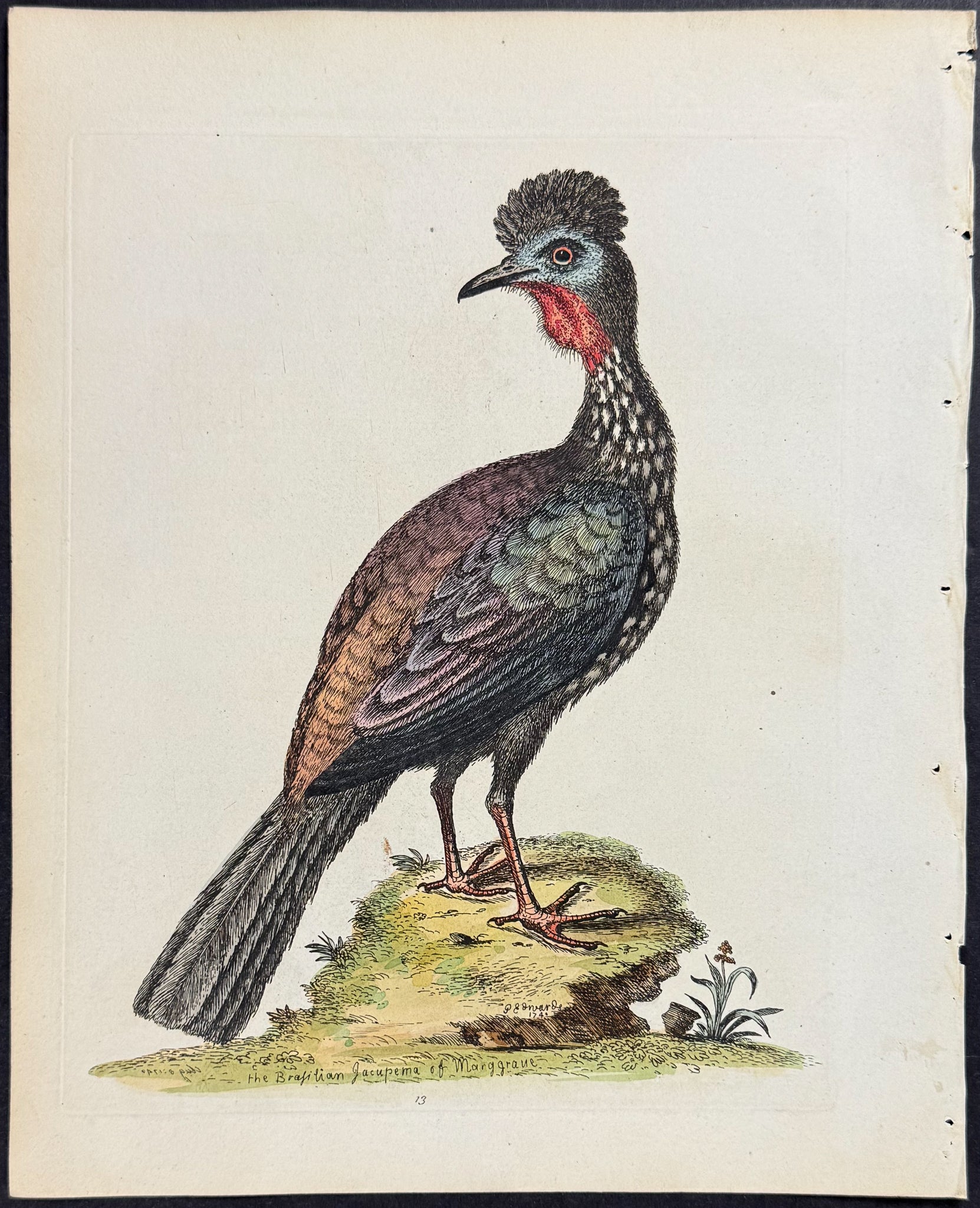 Quan or Guan of West Indies