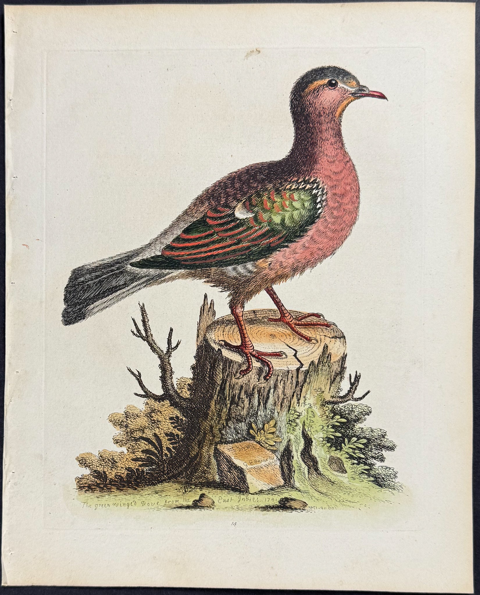 Green-Winged Dove