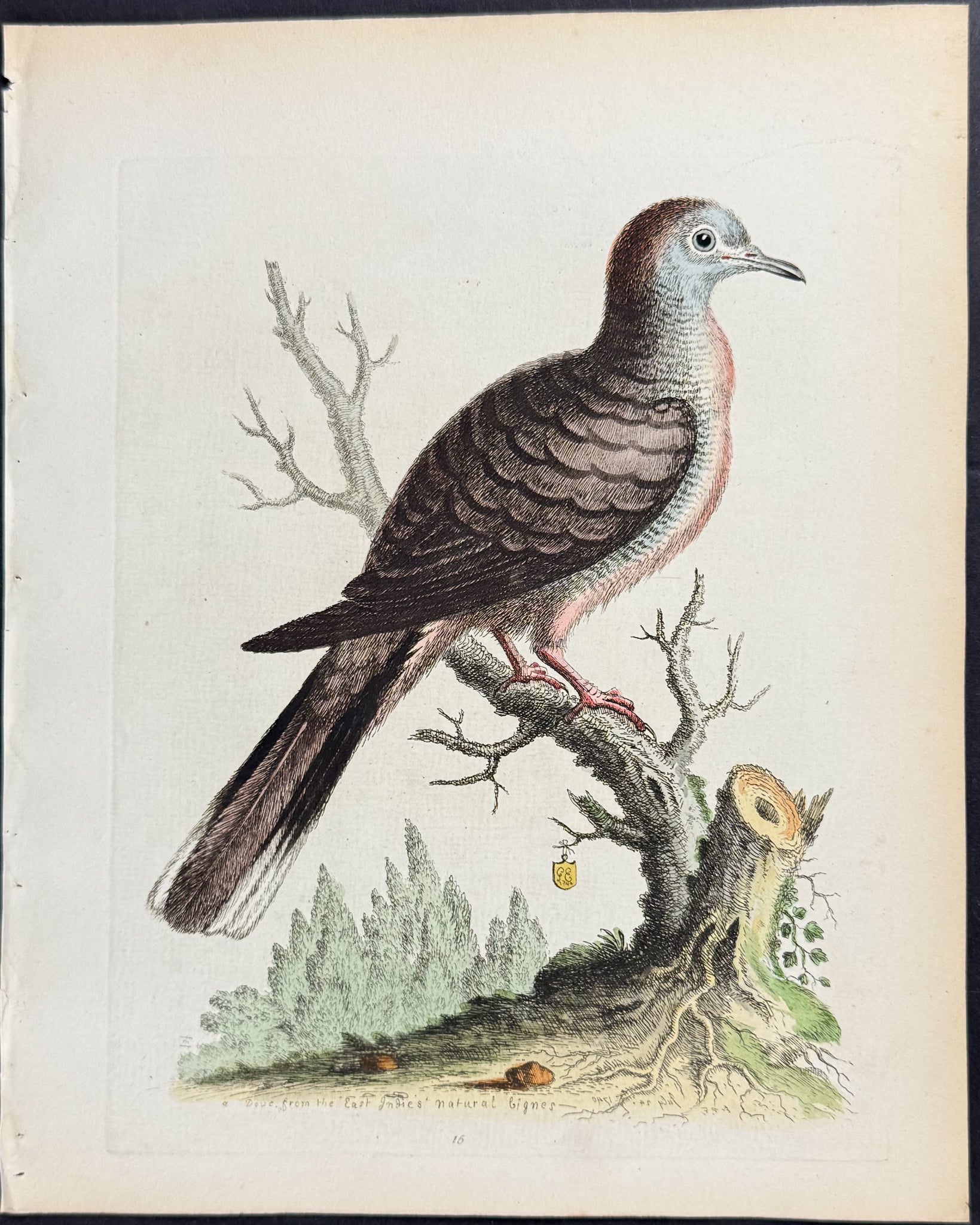 Transverse Striped or Bared Dove
