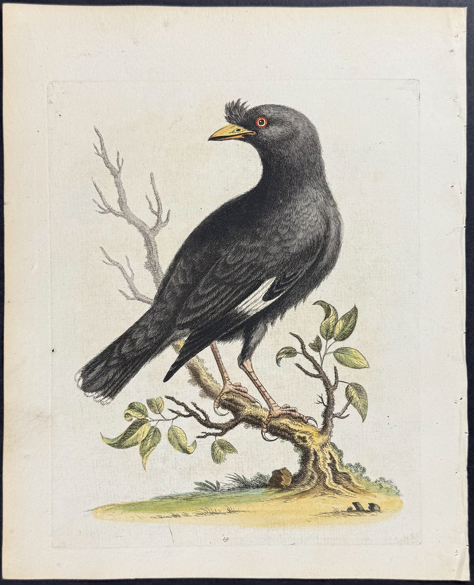 Chinese Starling or Black-Bird