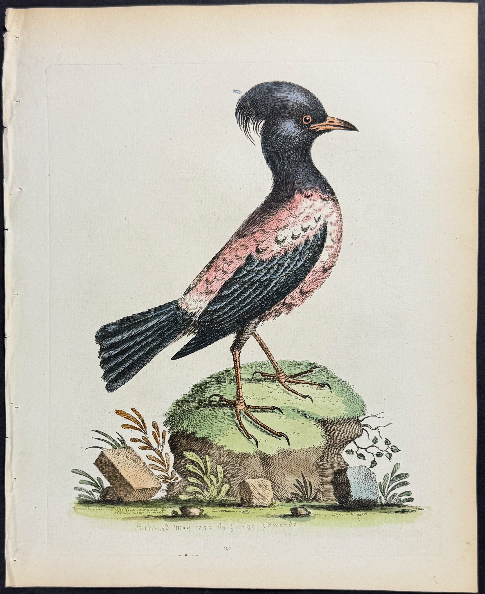 Rose or Carnation-Coloured Ouzel of Aldrov