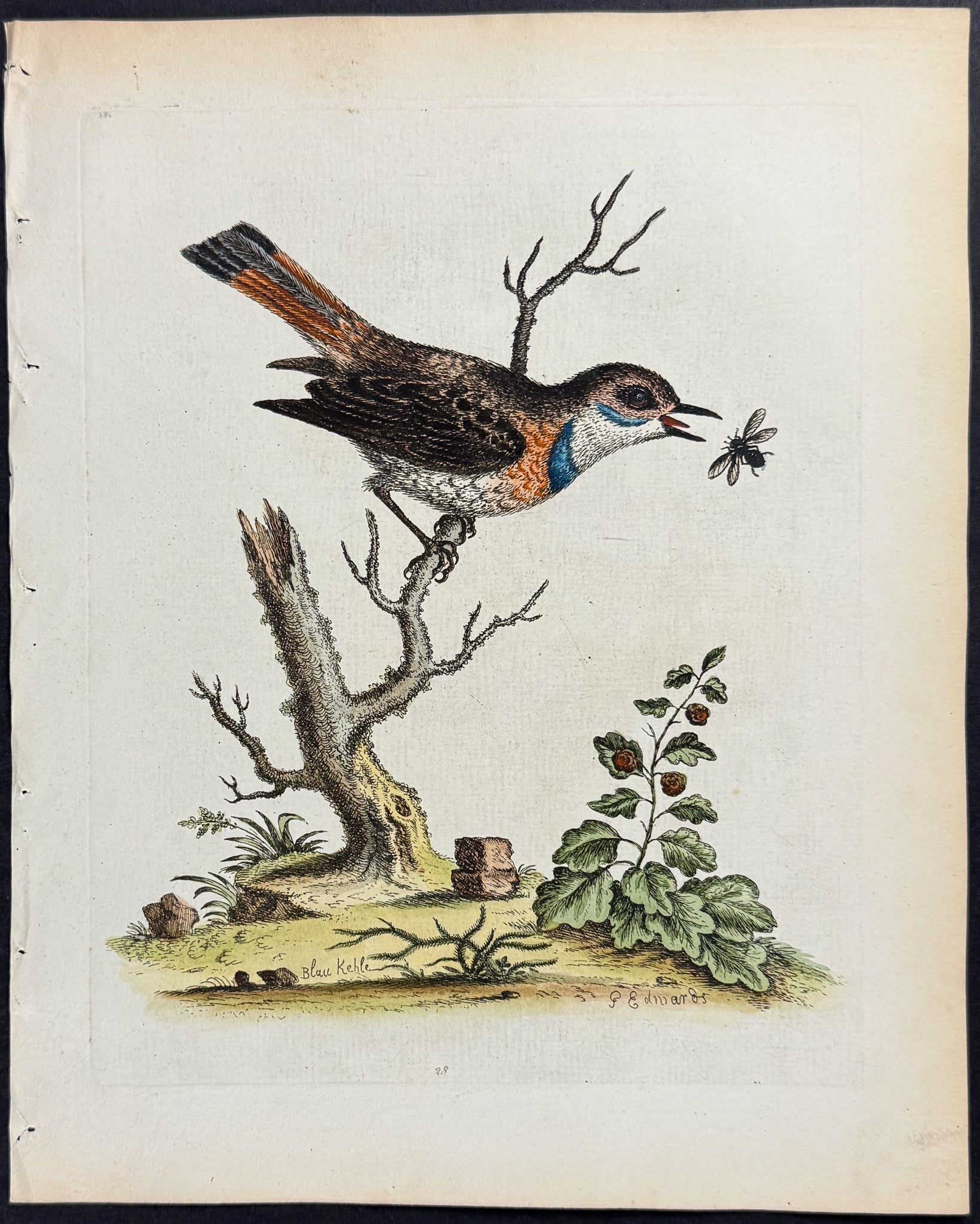 Nightingale