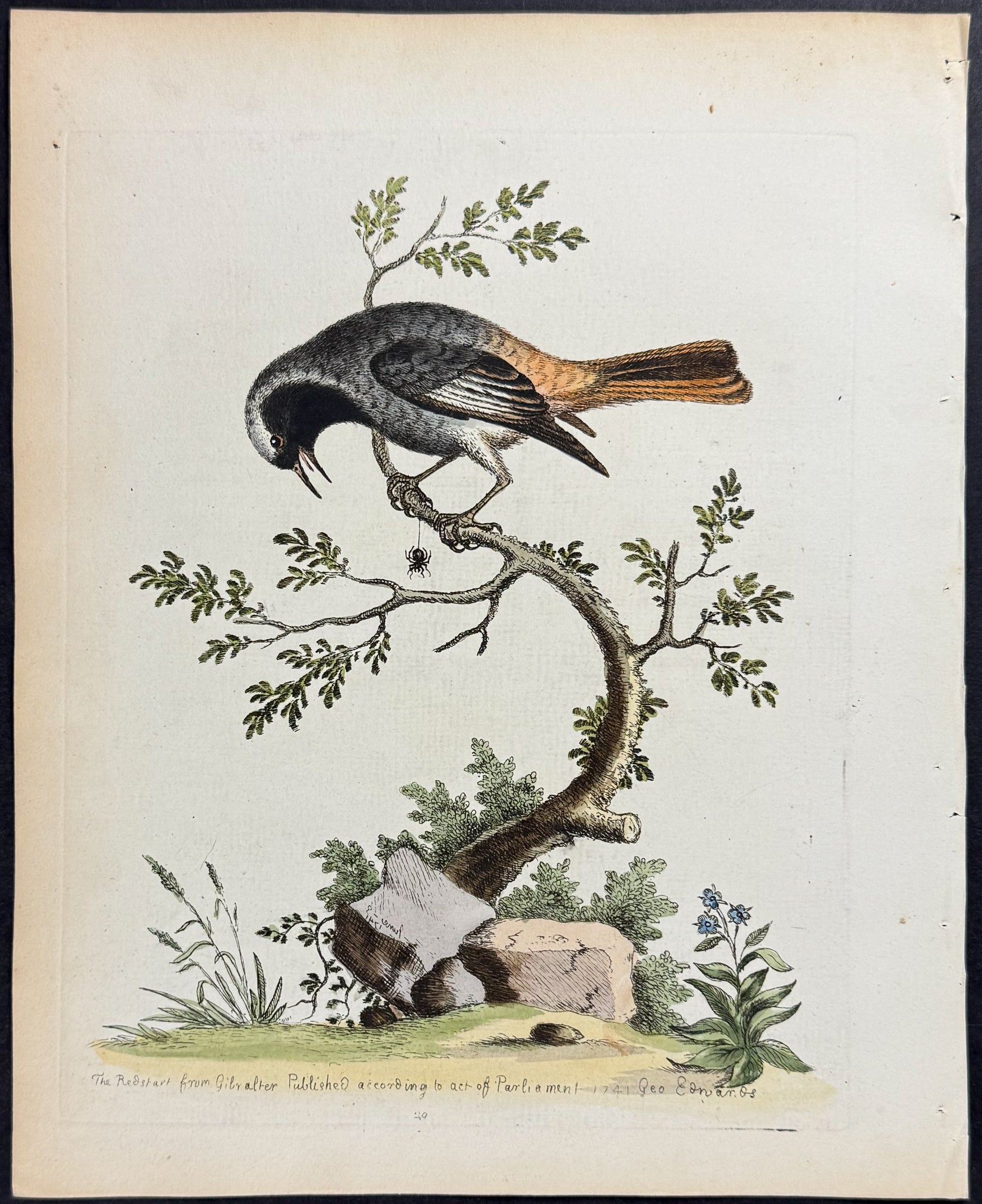 Grey Redstart