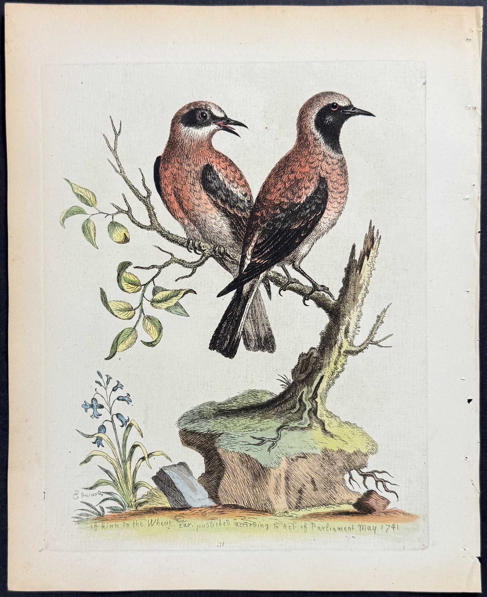 Red or Russet-coloured Wheat-Ear