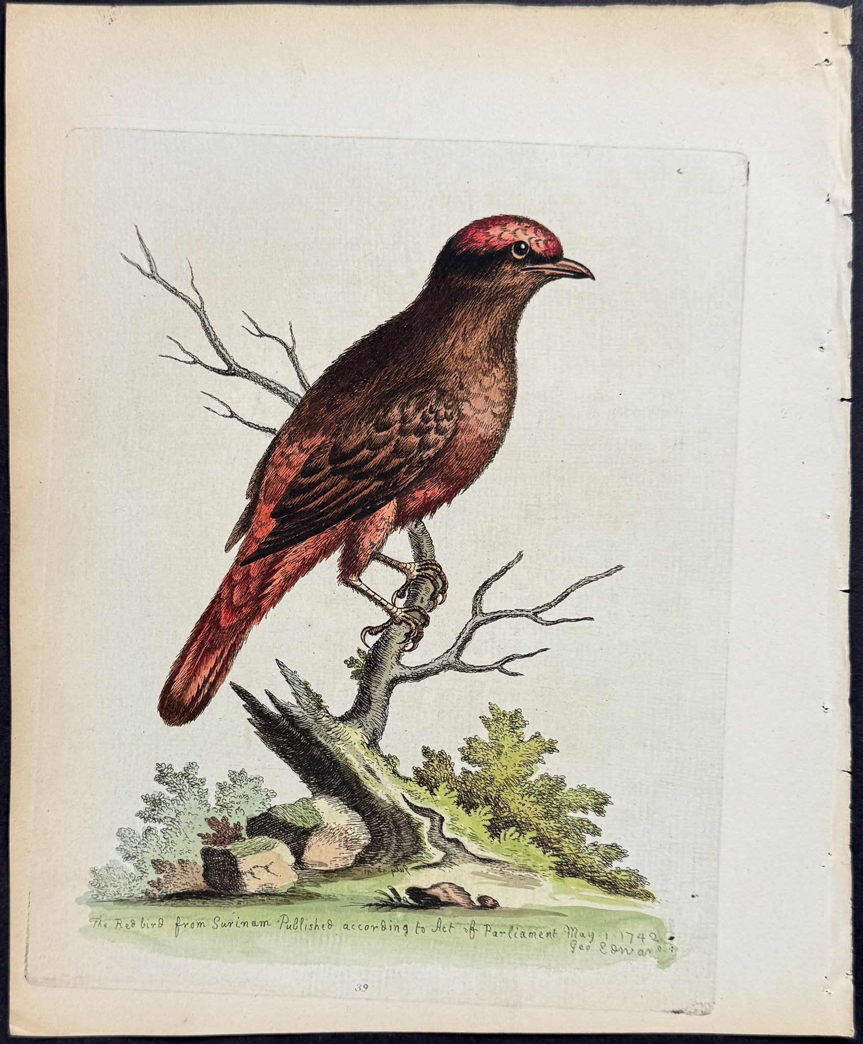 Red Bird from Surinam