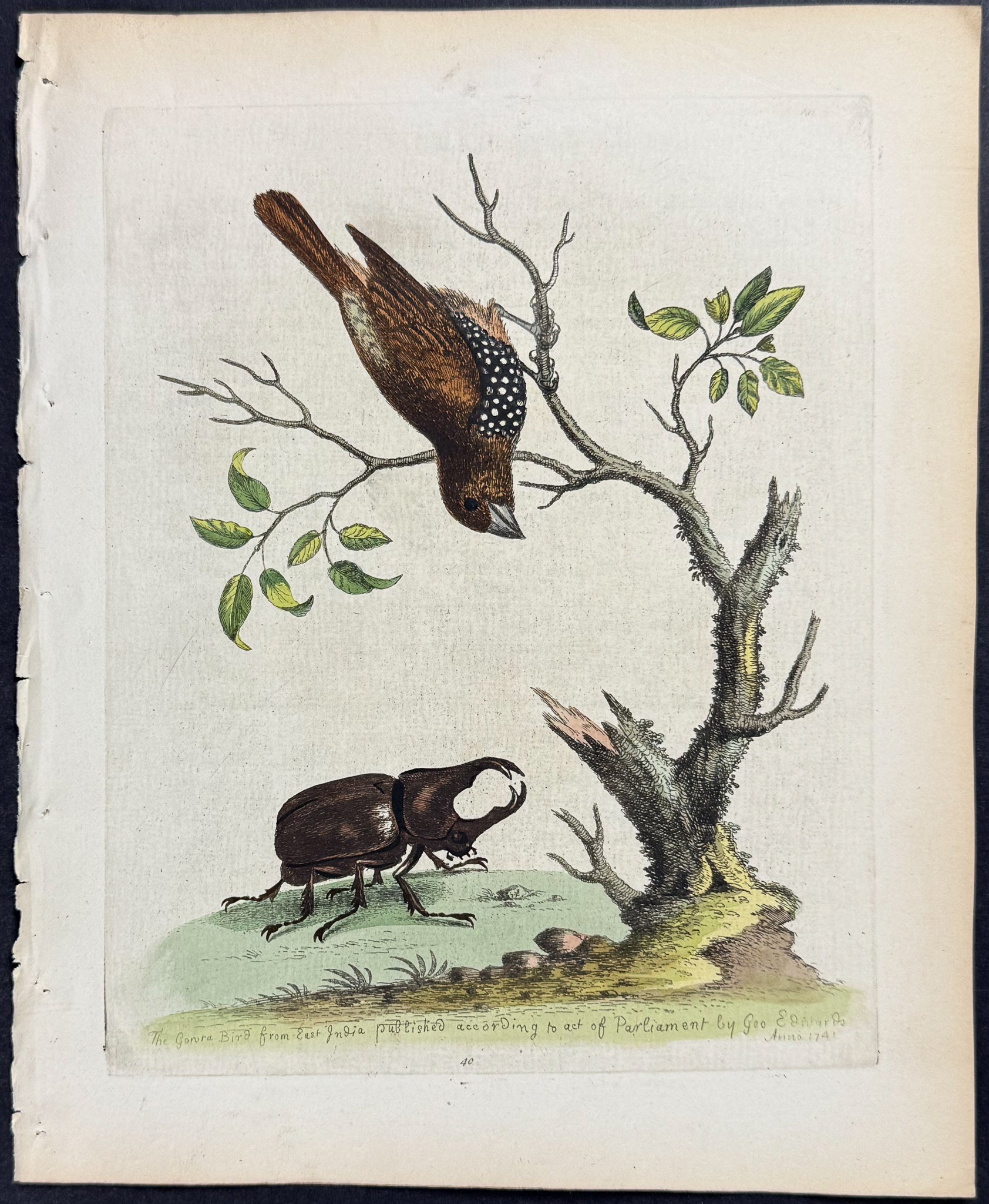 Gowry Bird & Beetle