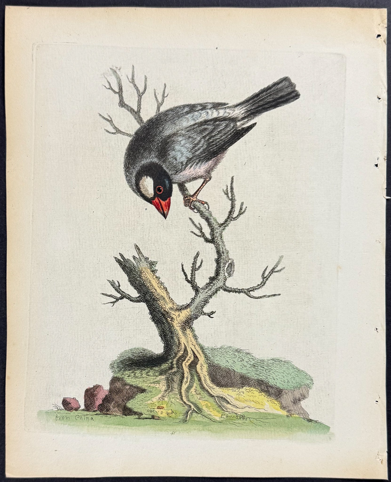 Paddda or Rice-Bird