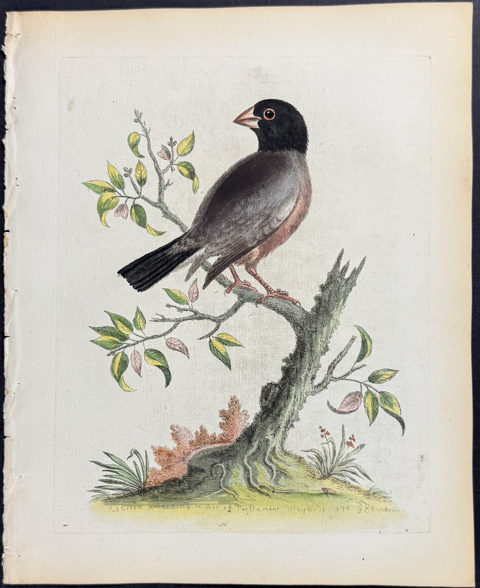 Paddda or Rice-Bird