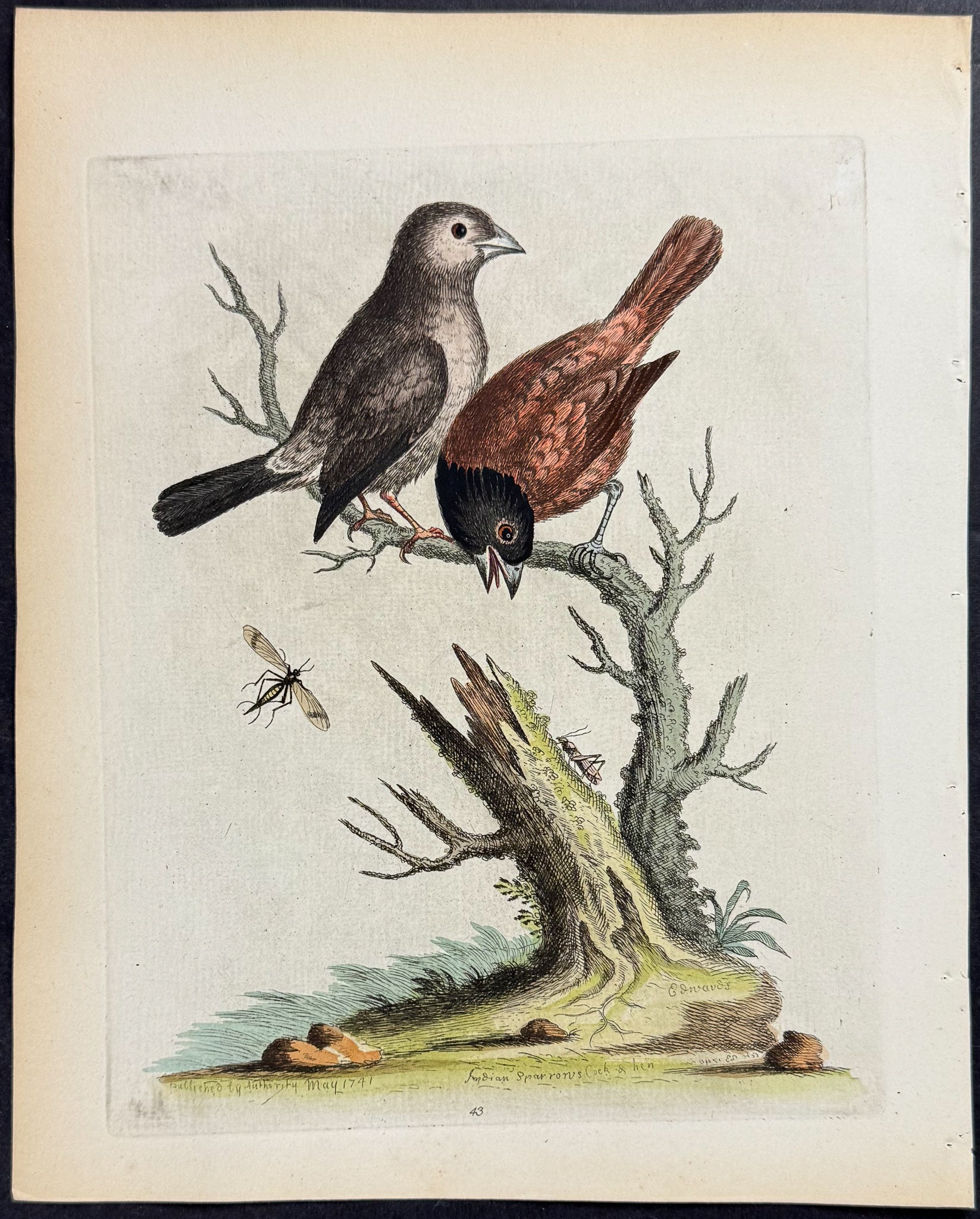 Chinese Sparrows