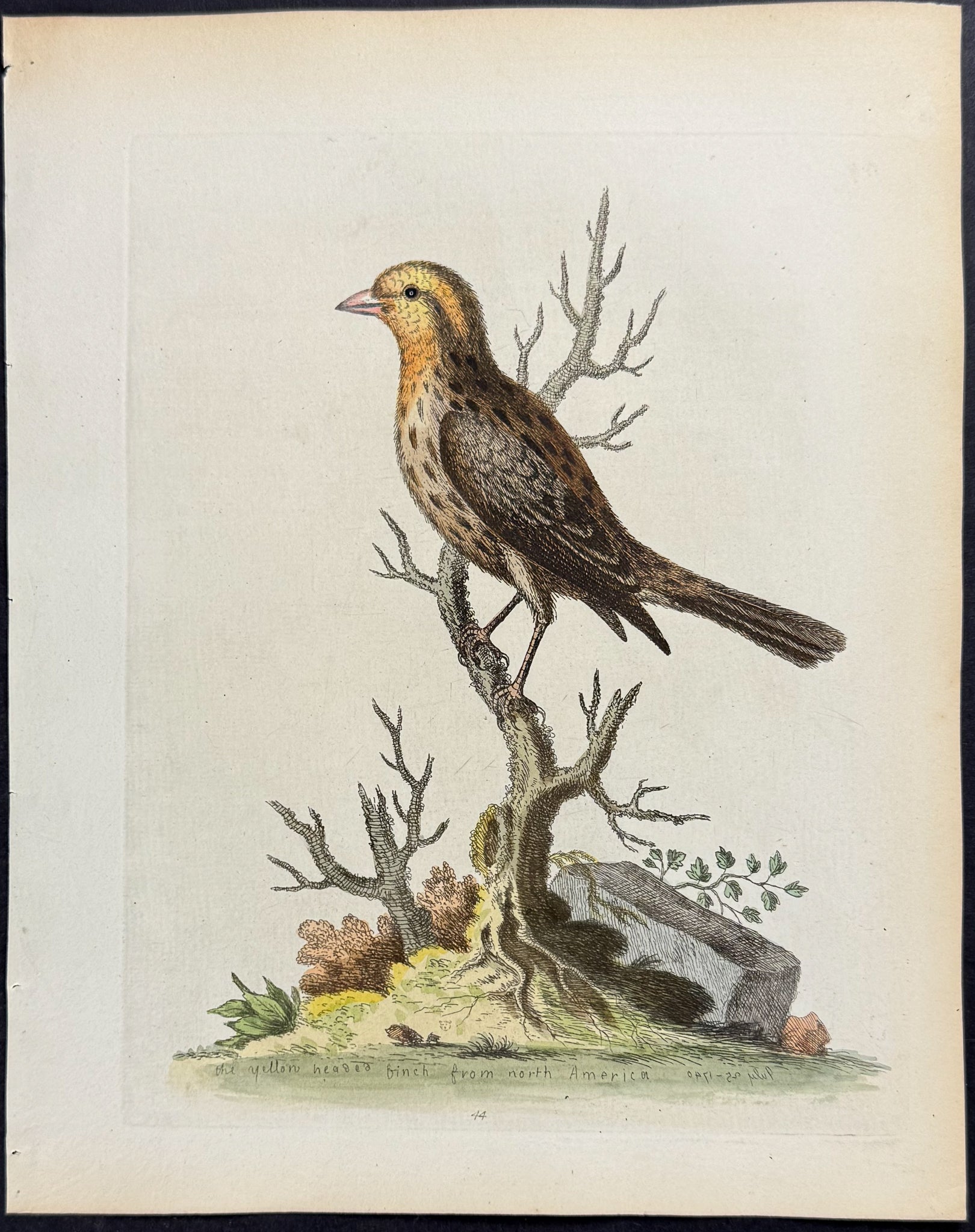 Yellow Headed Linnet