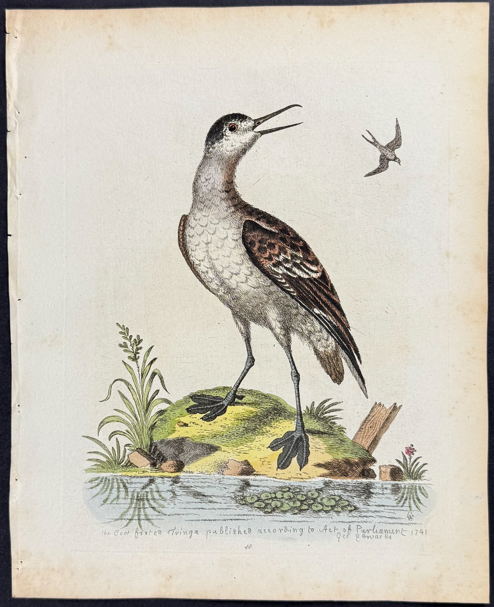 Coot-footed Tringa