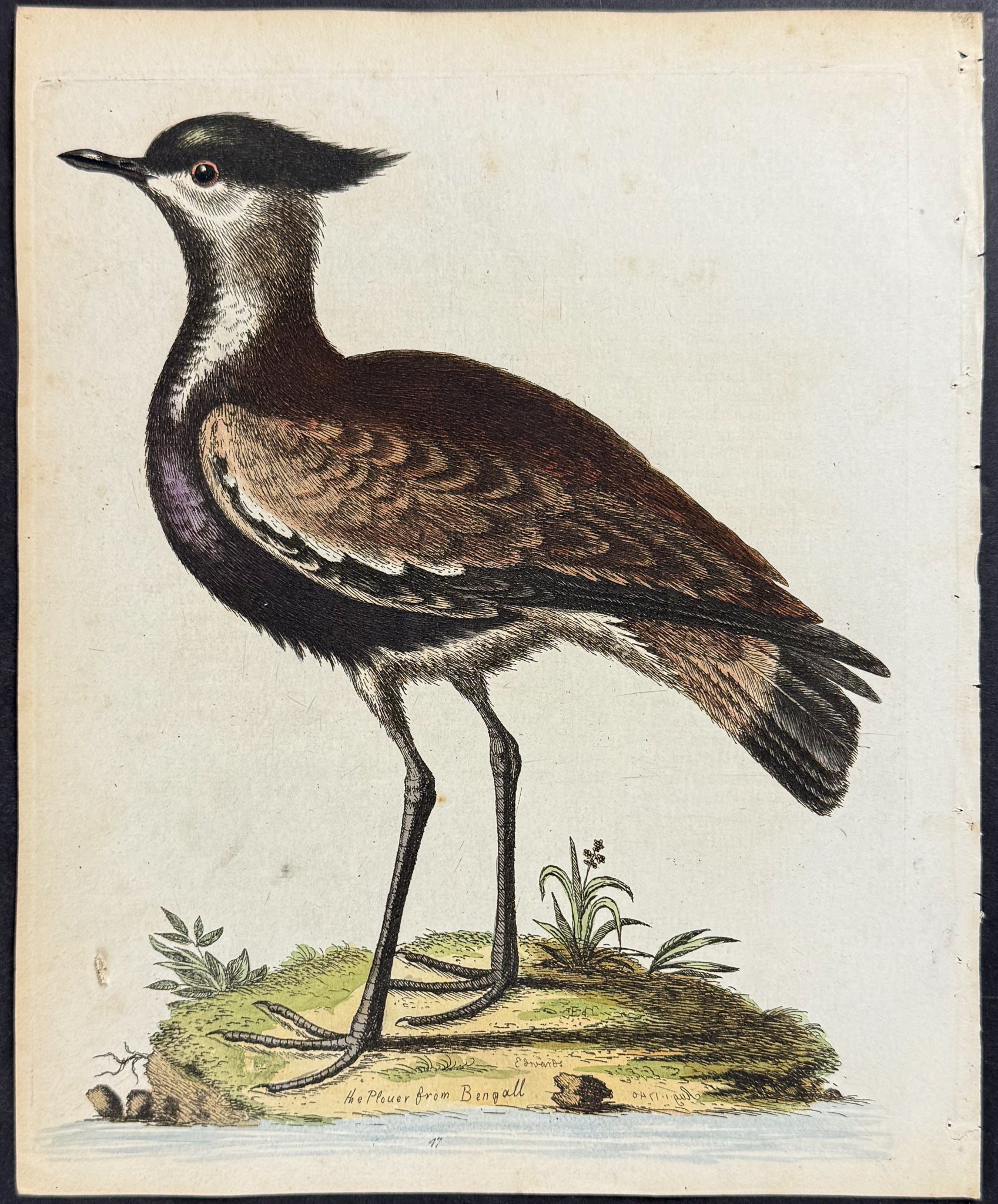 Black-breasted Indian Plover
