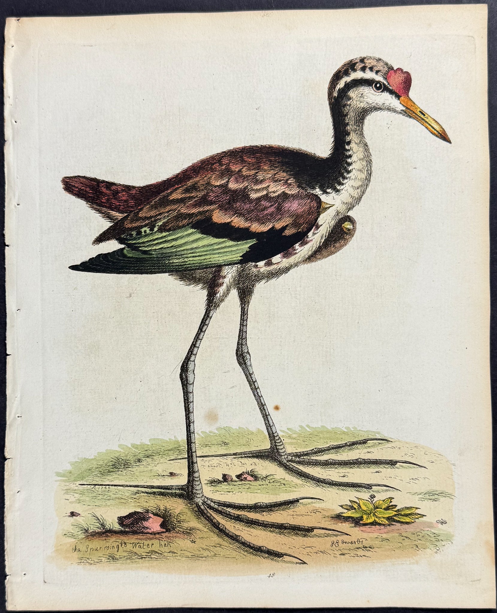 Spur-wniged Water Hen