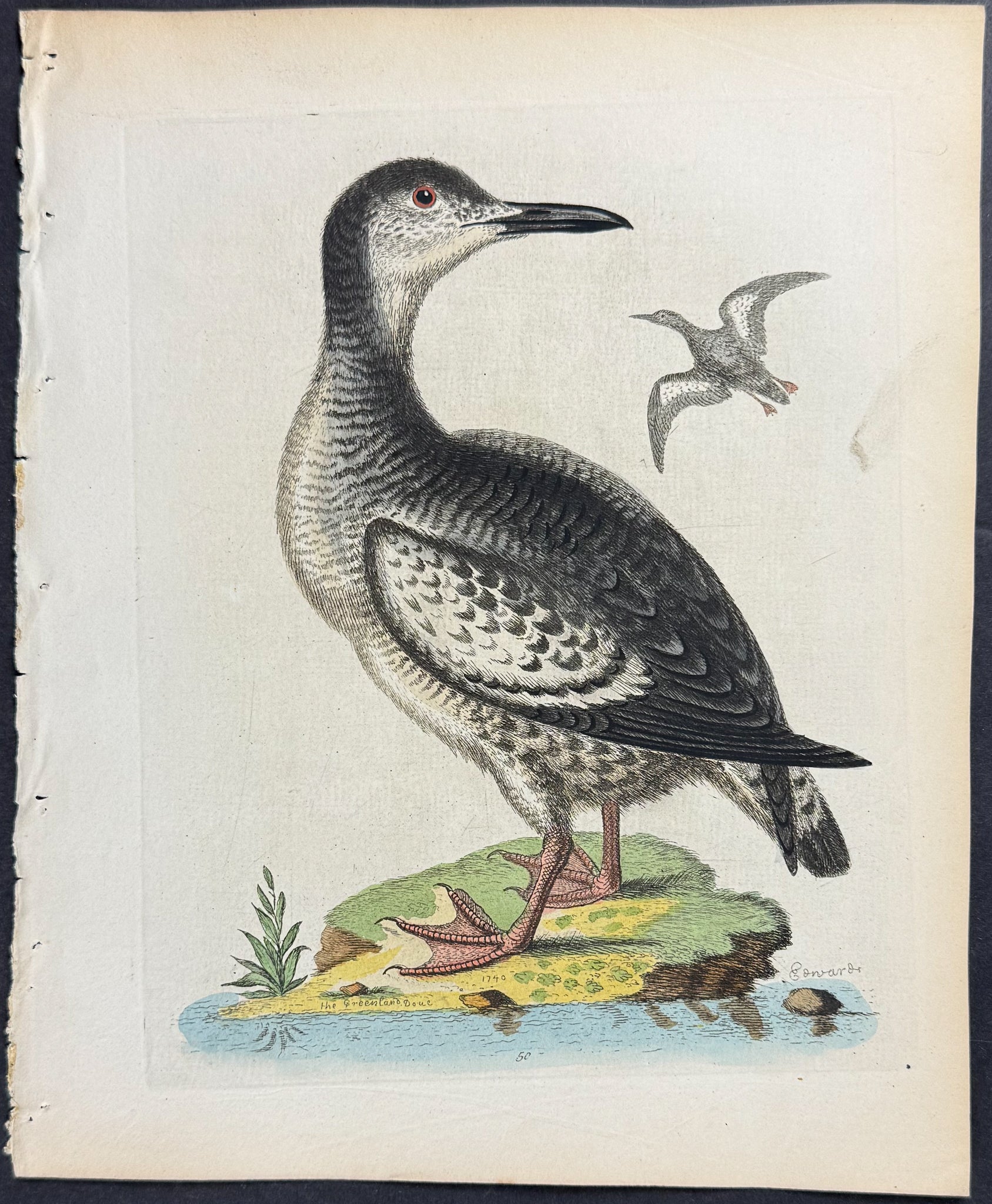 Spotted Greenland Duck