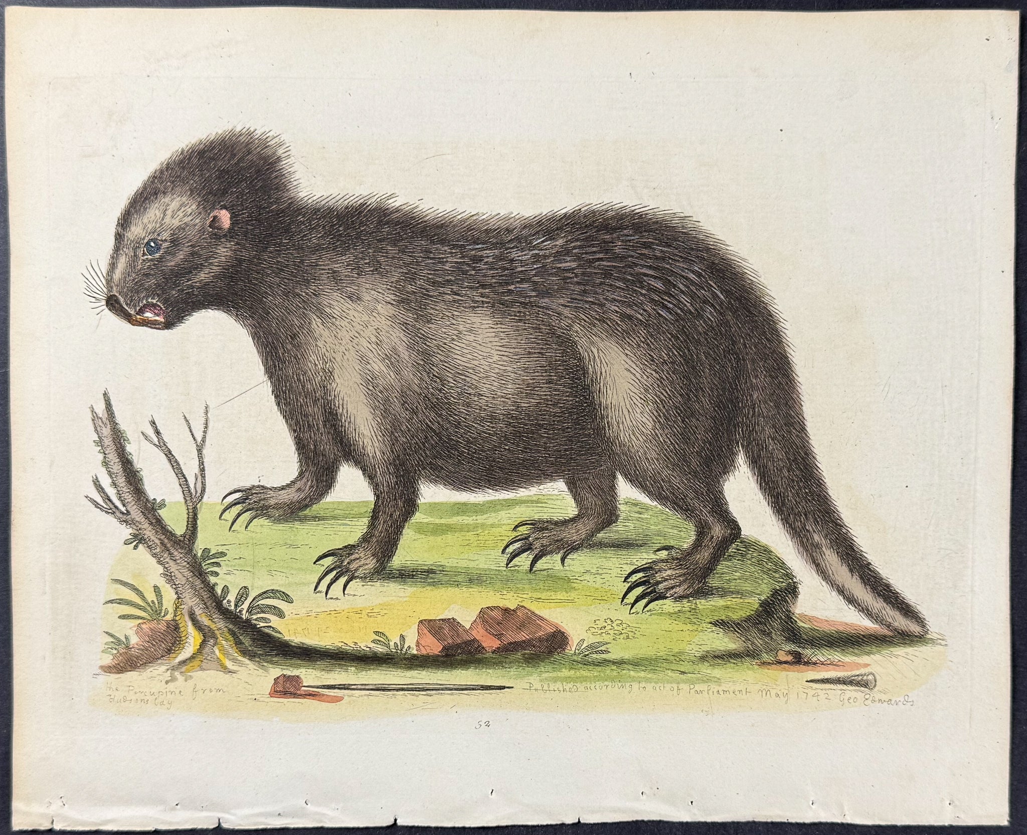 Porcupine from Hudson's Bay