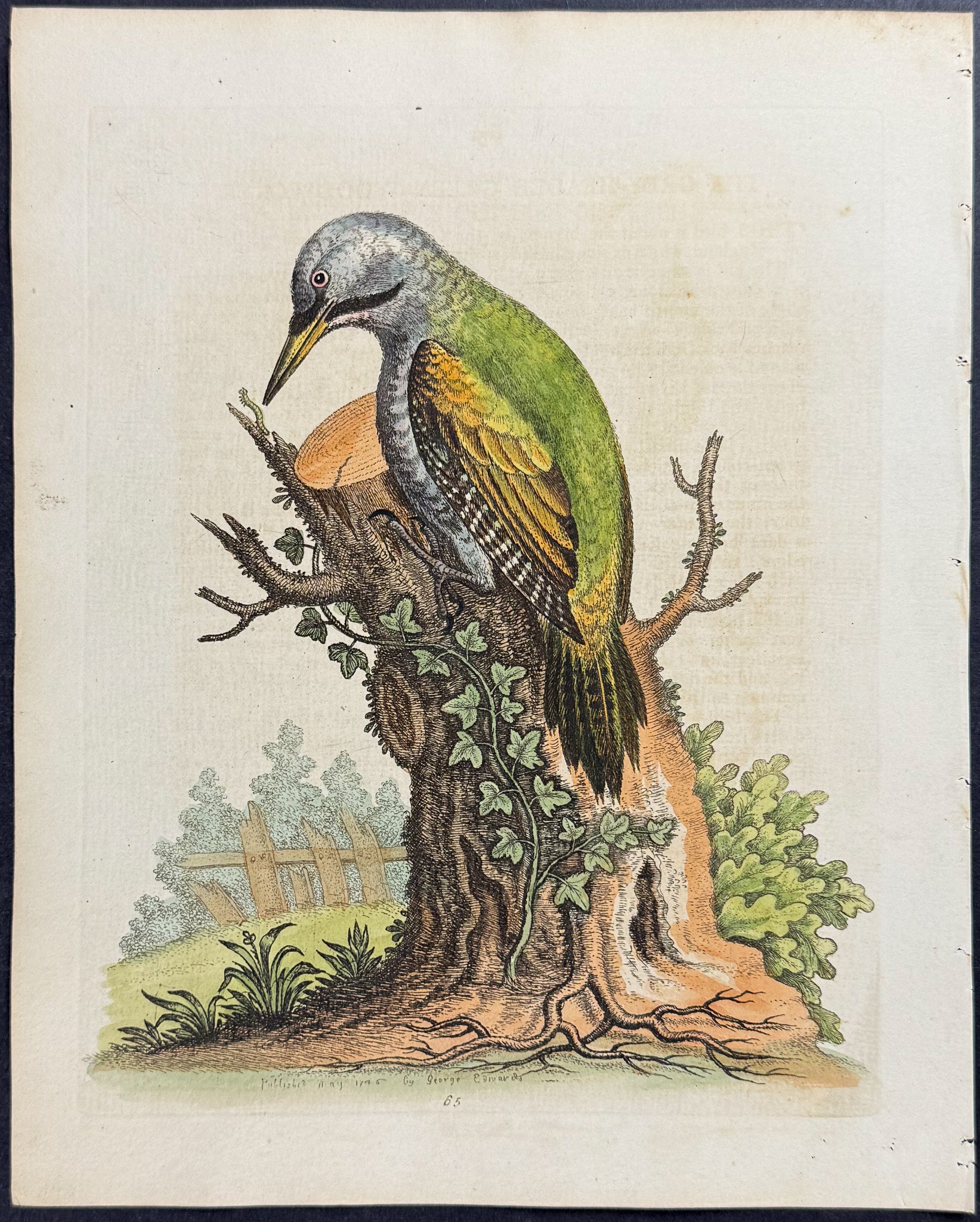 Grey-headed Green Woodpecker