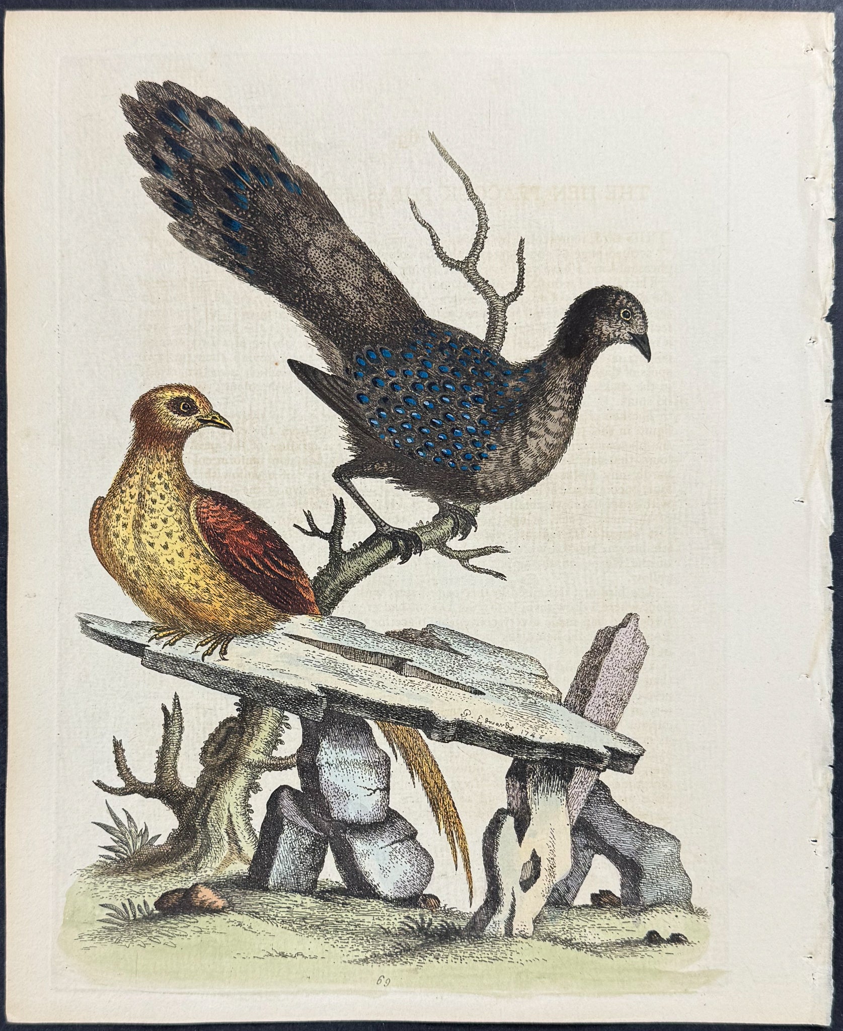 Peacock Pheasant from China