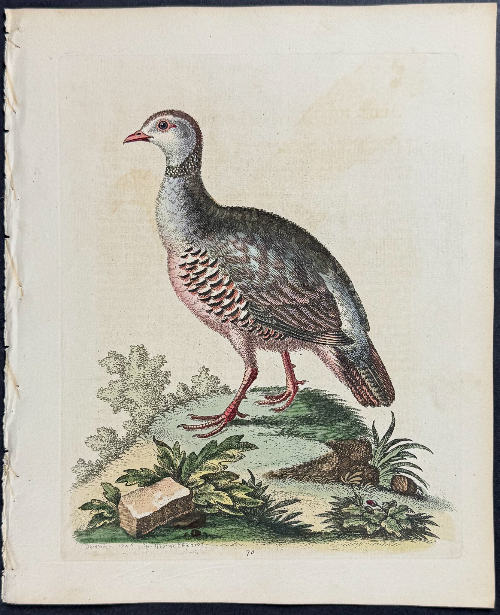 Red-legged Partridge from Barbary