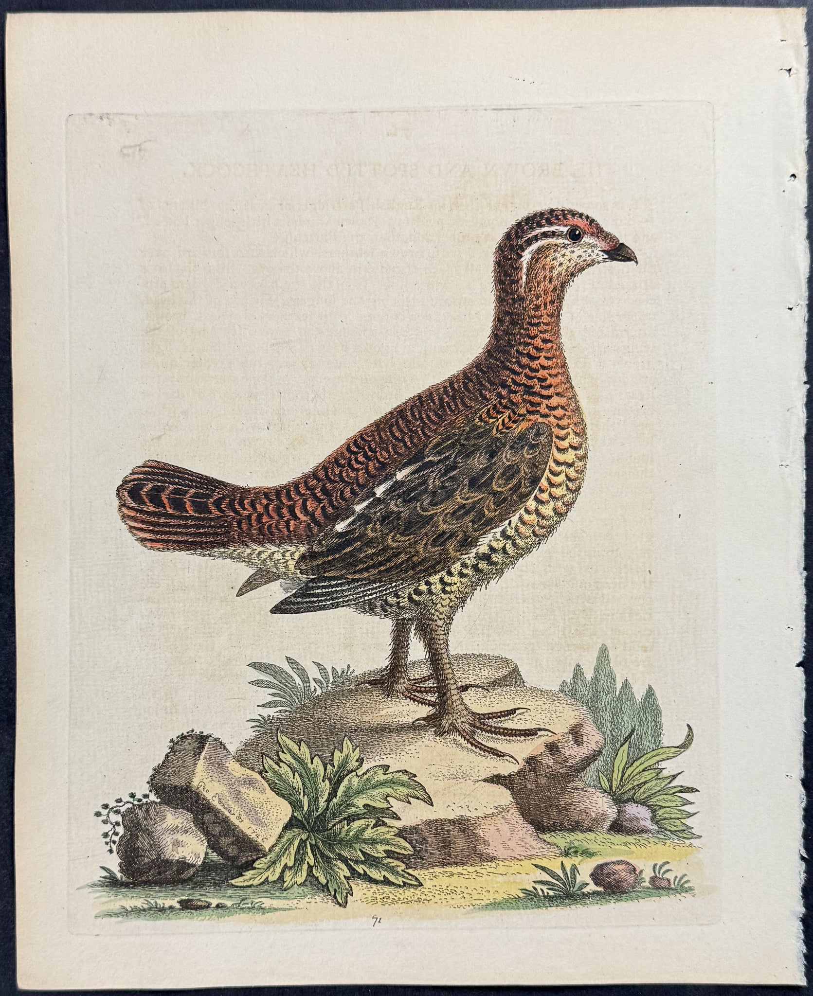 Brown & Spotted Heathcock