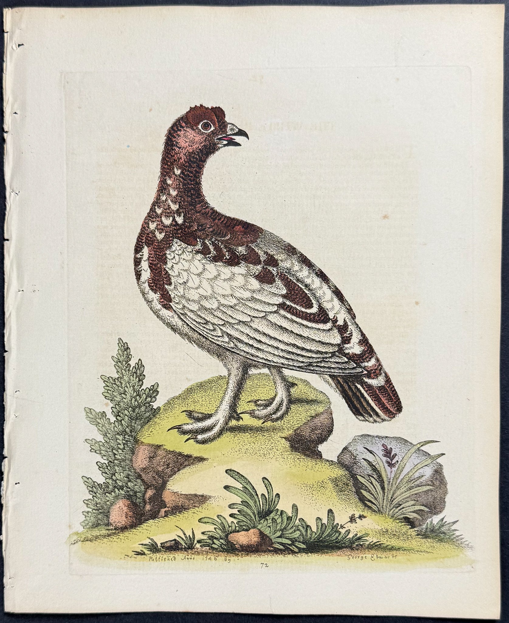White Partridge
