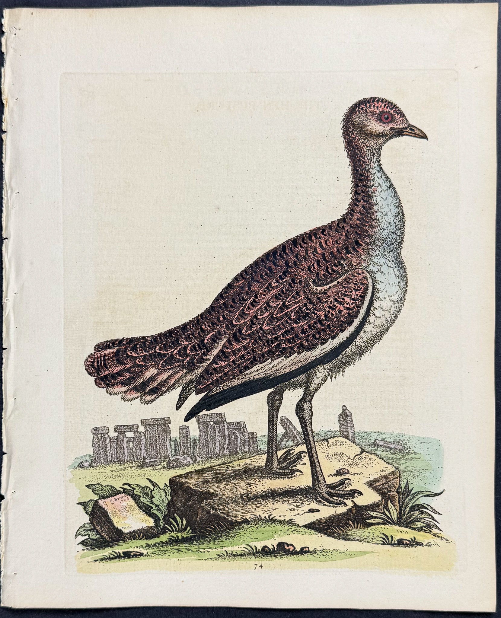 Hen Bustard