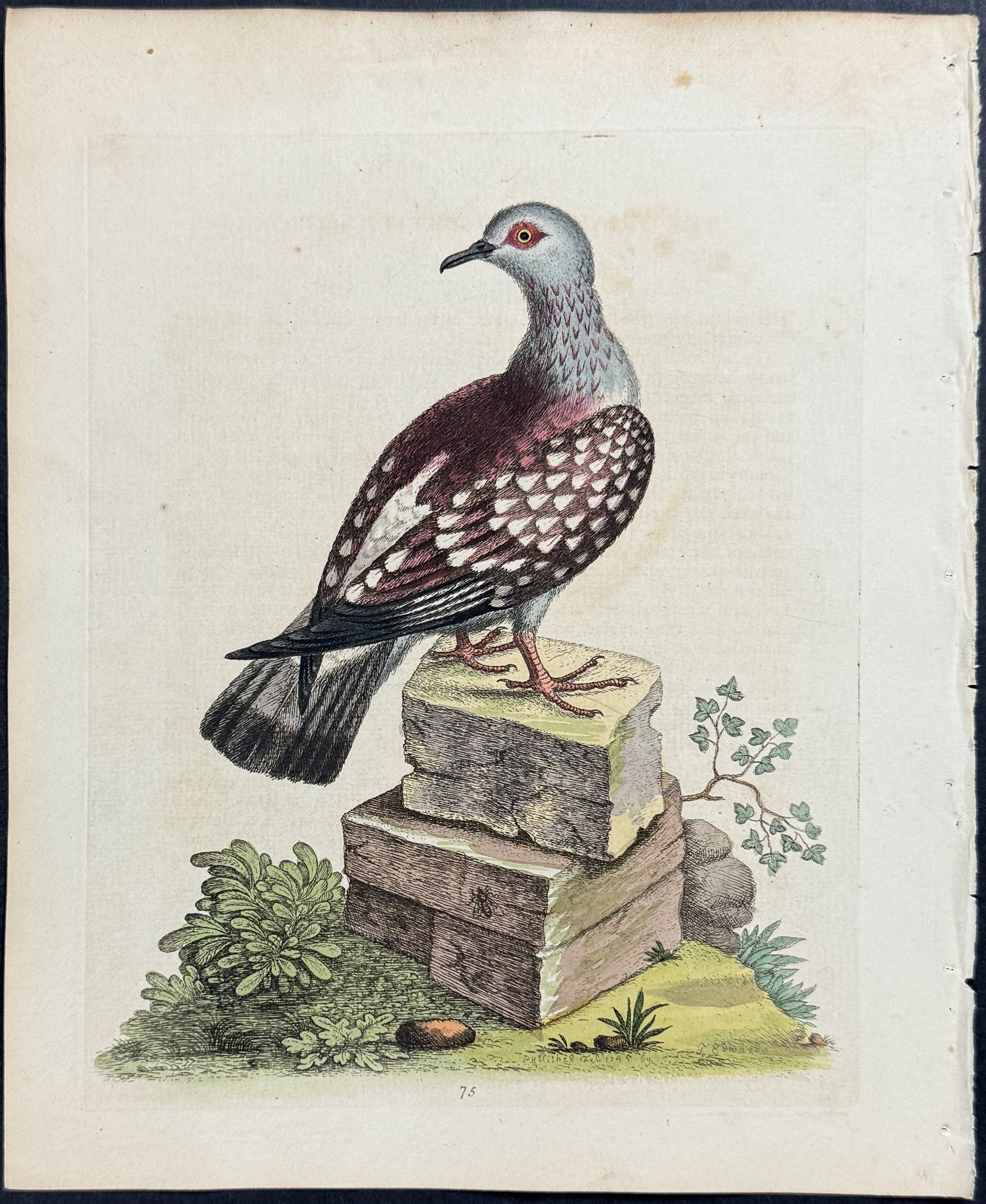 Triangular Spotted Pigeon