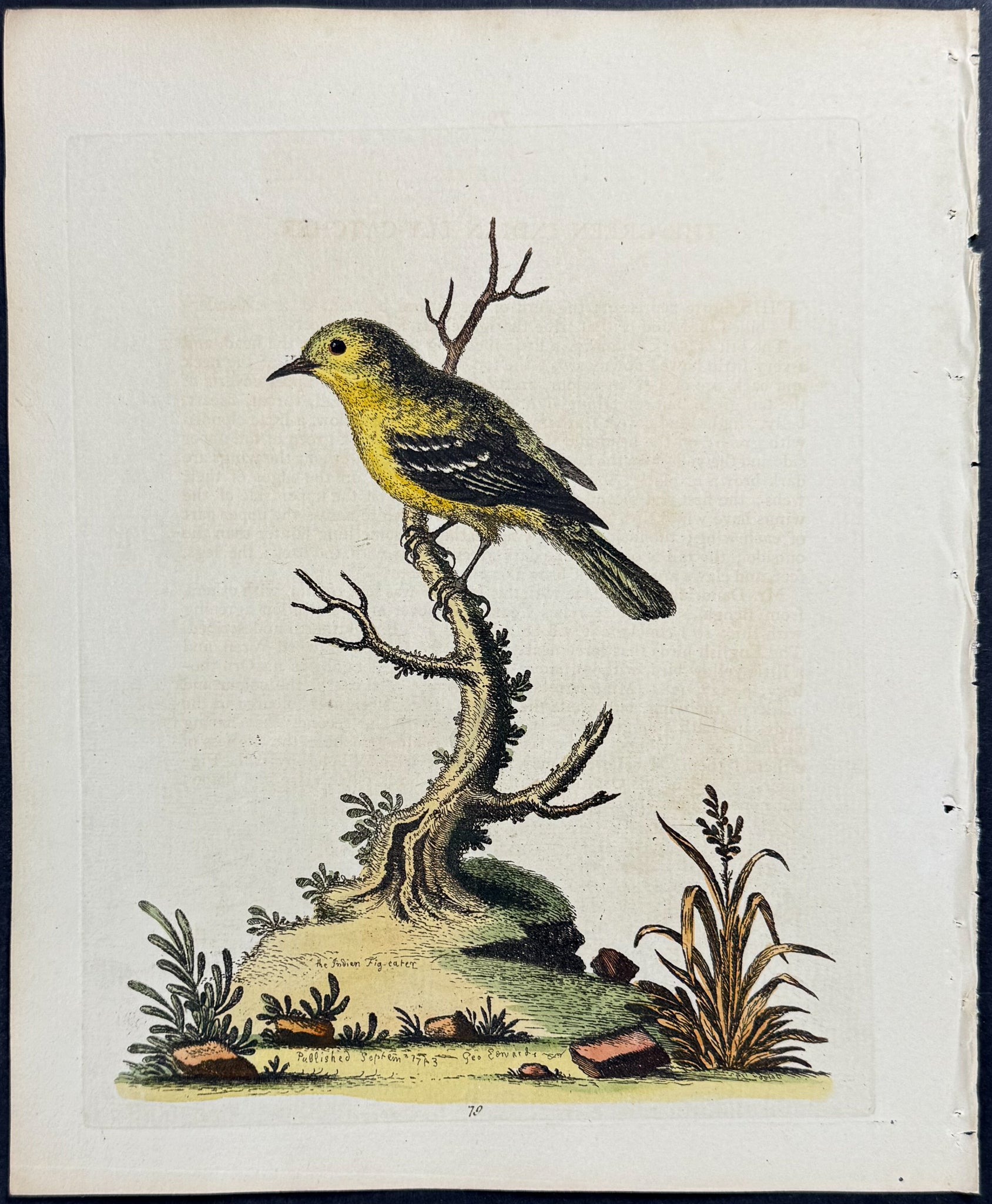 Green Indian Flycatcher