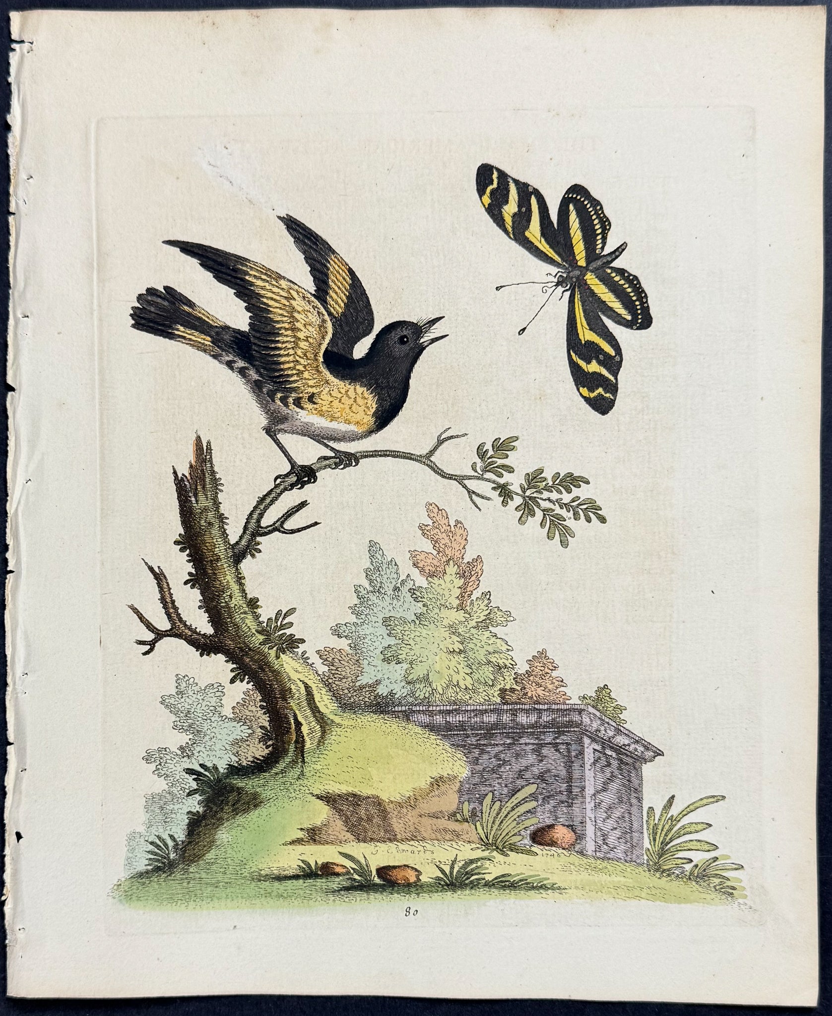Bird & Buttefly