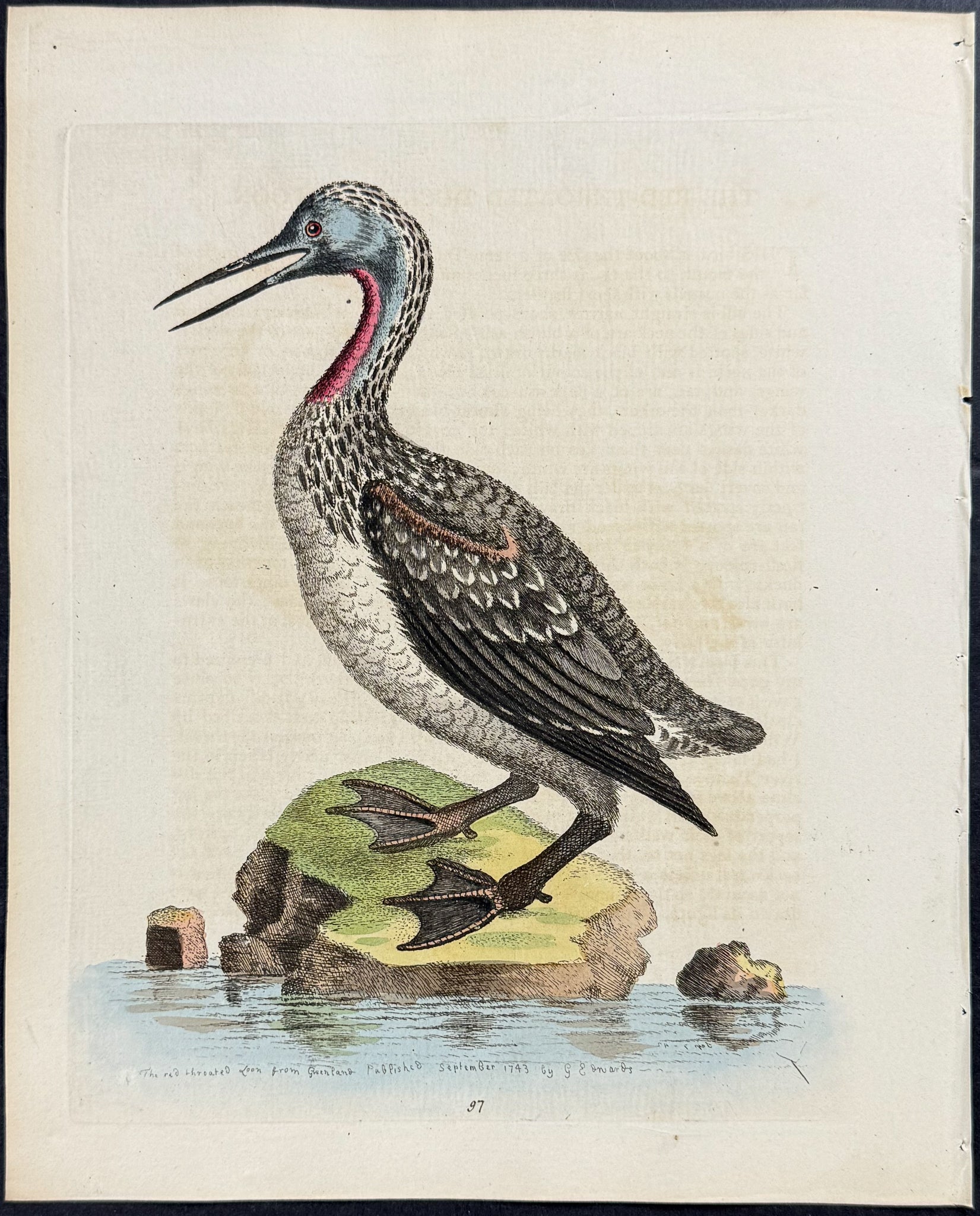 Red-throated Diver or Loon