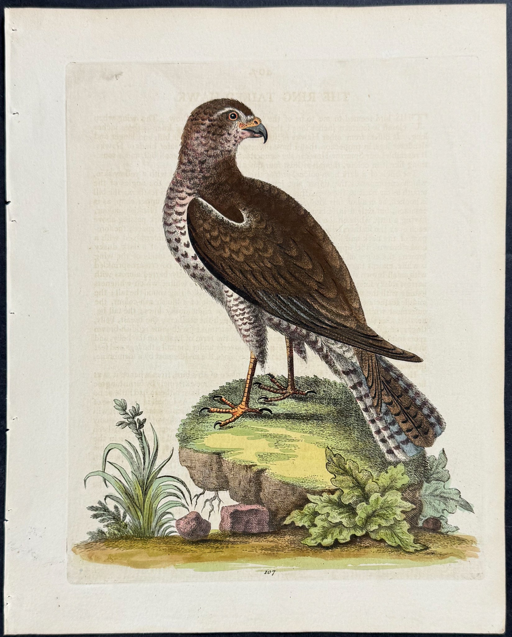 Ring-tailed Hawk