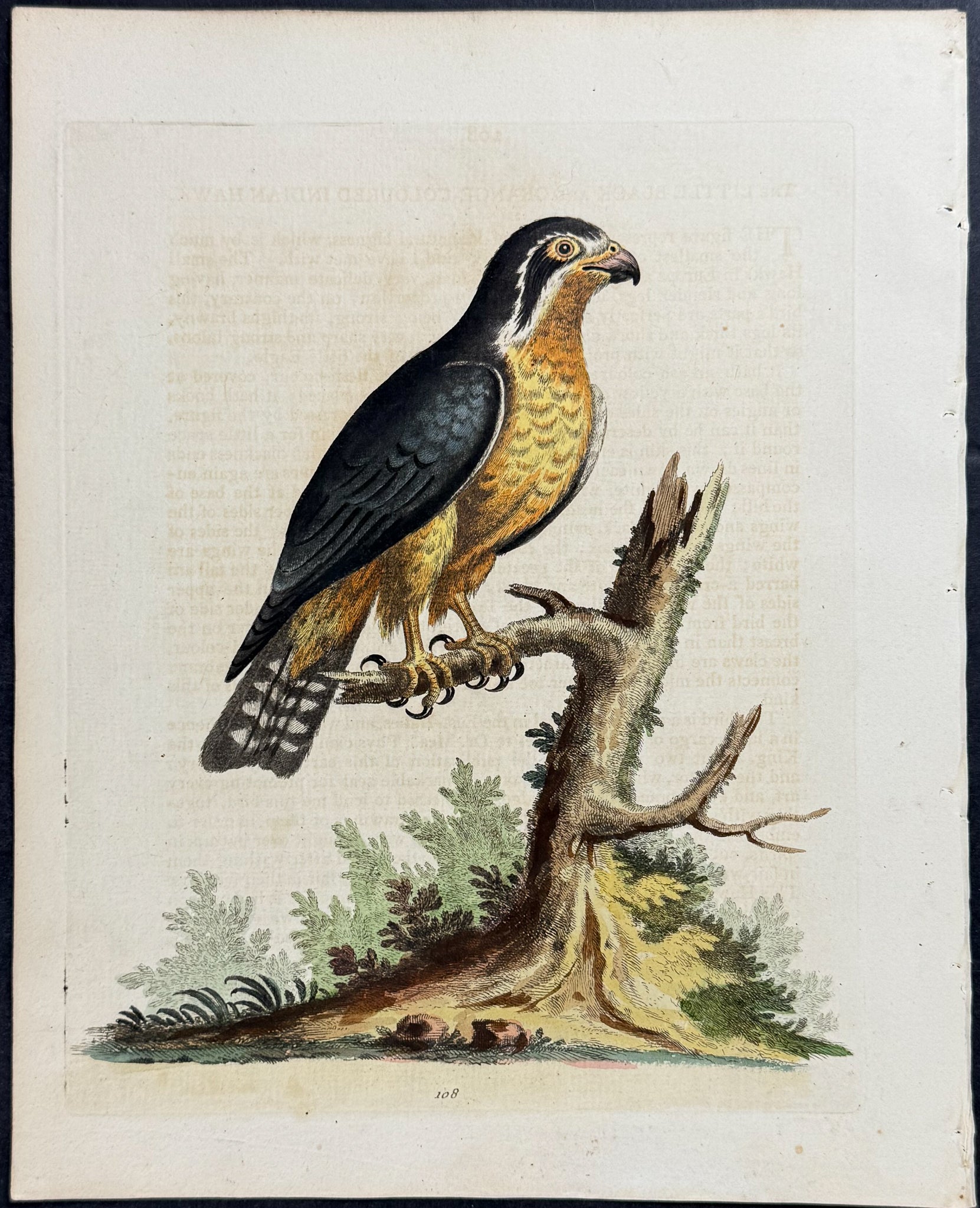 Little Black and Orange-coloured Indian Hawk