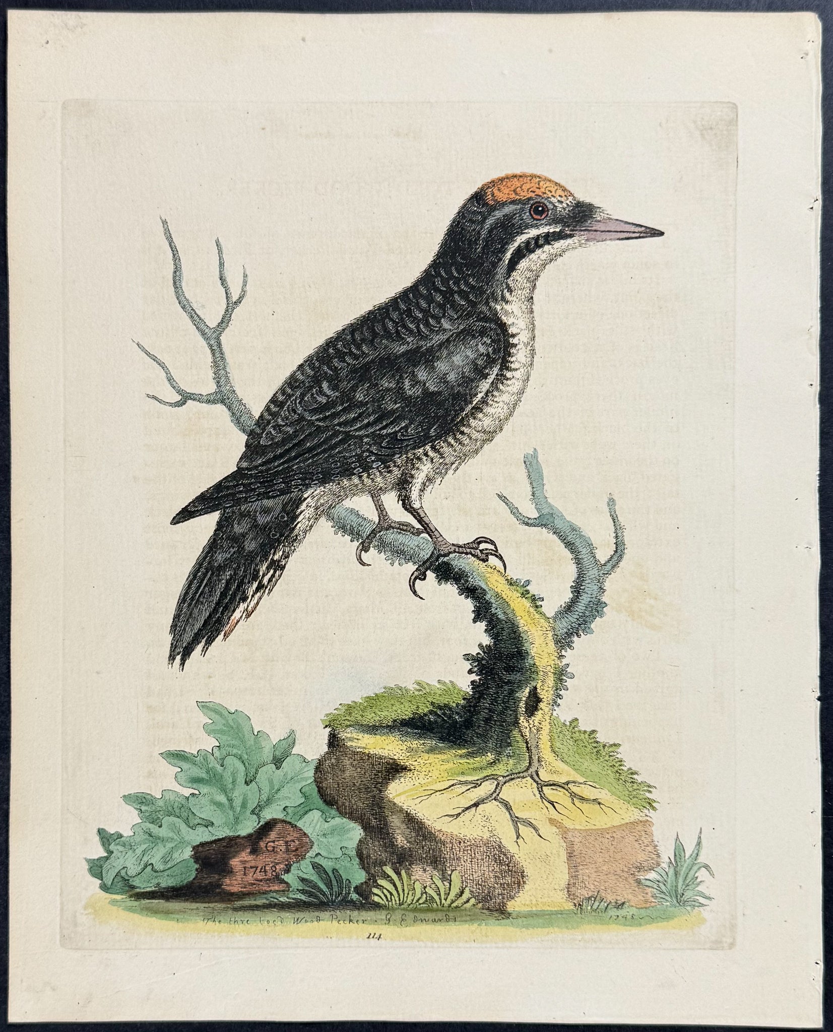 Three Toed Woodpecker