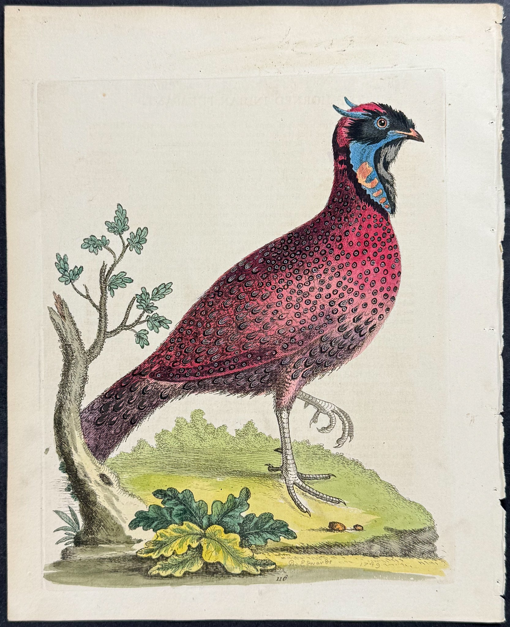 Horned Indian Pheasant