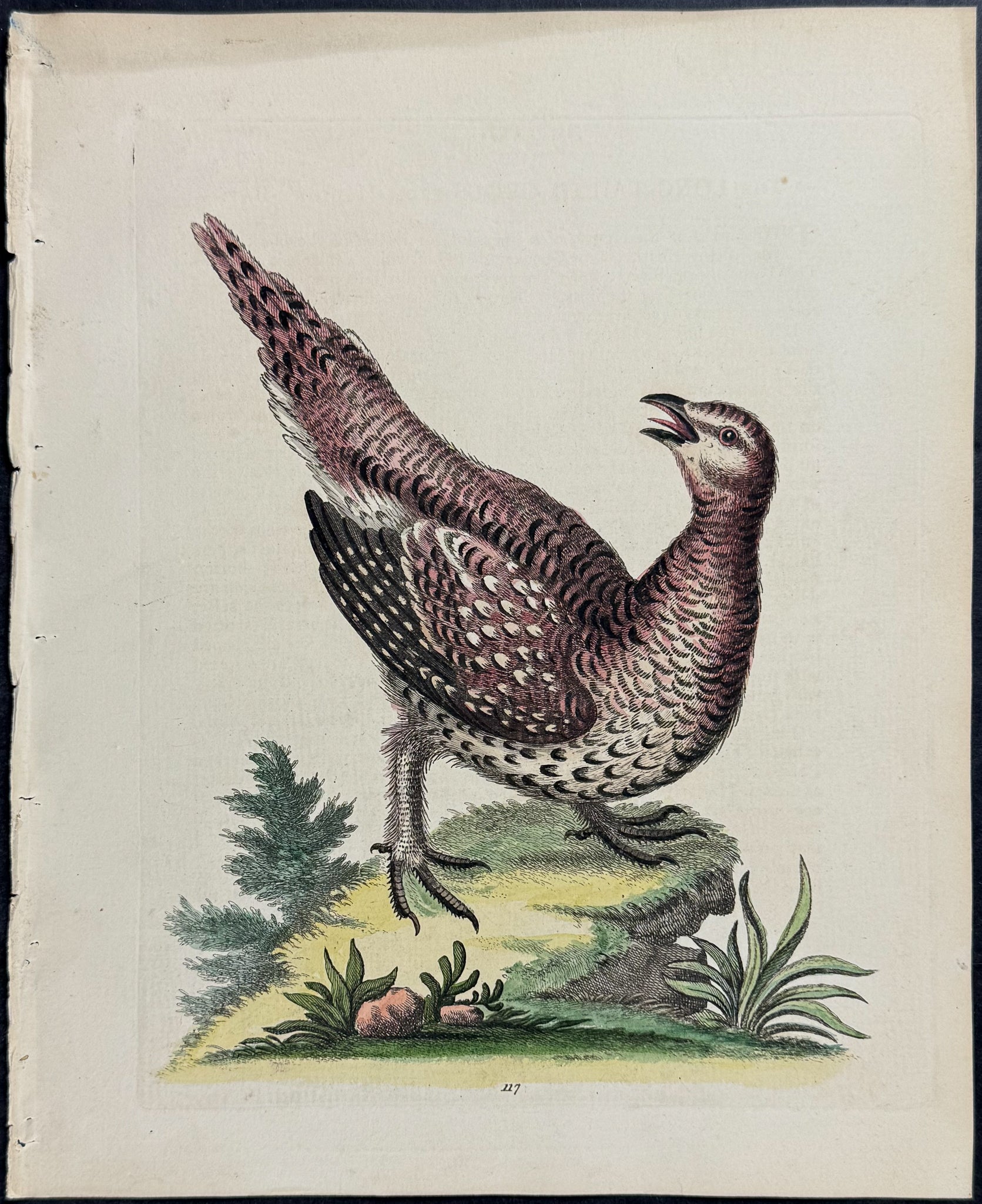 Long-tailed Grous from Hudson's Bay