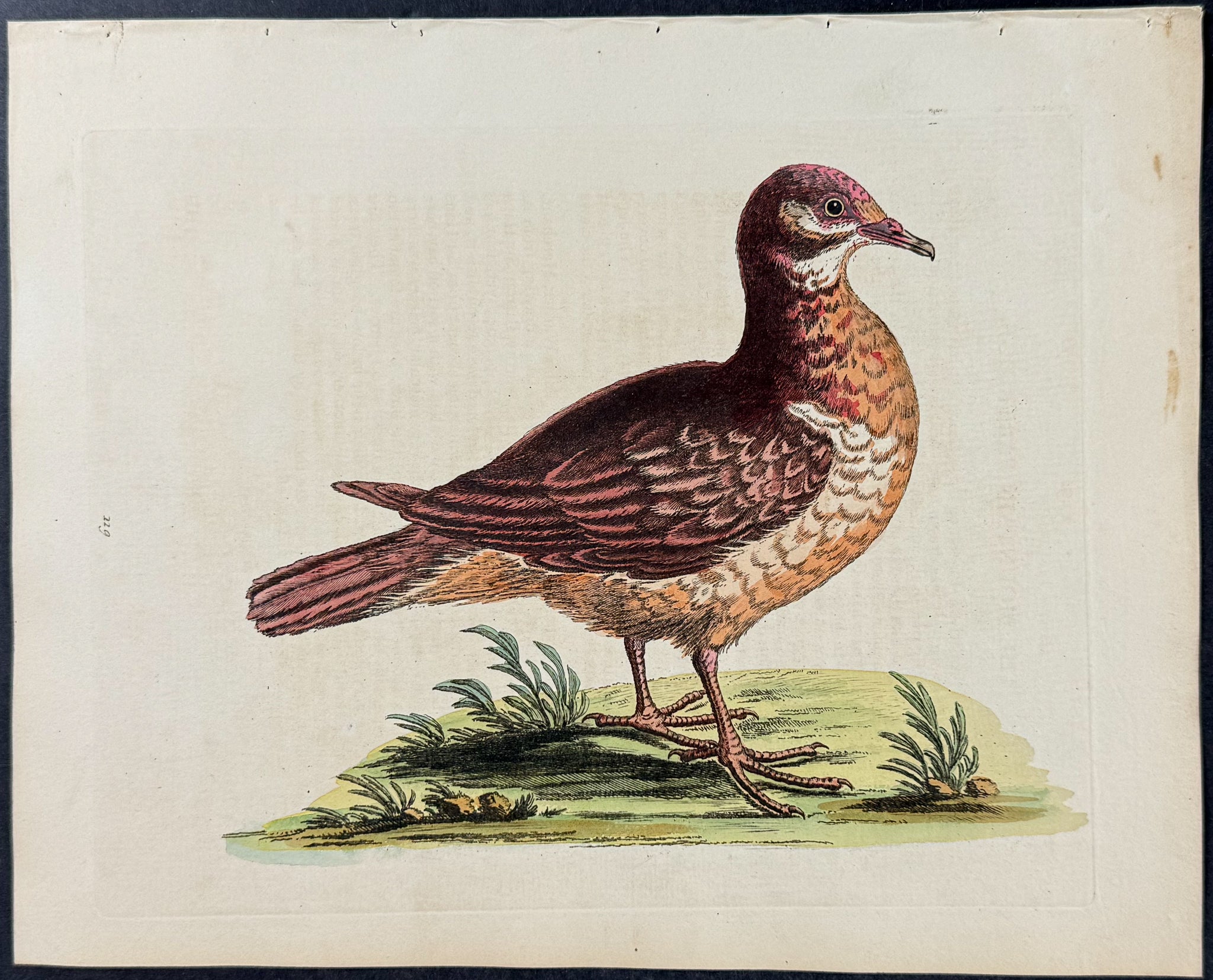 Mountain Partridge