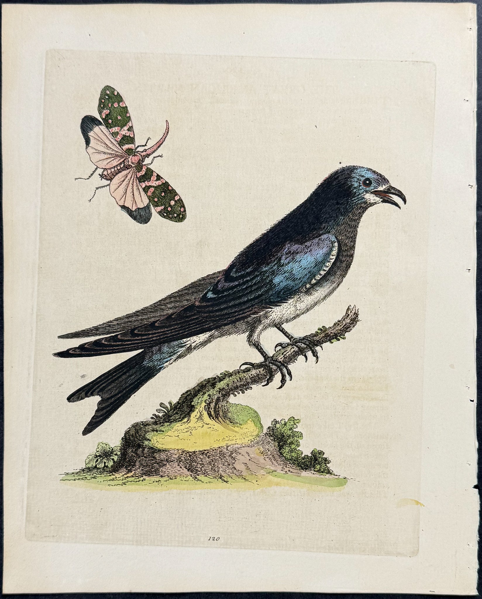 Great American Martin