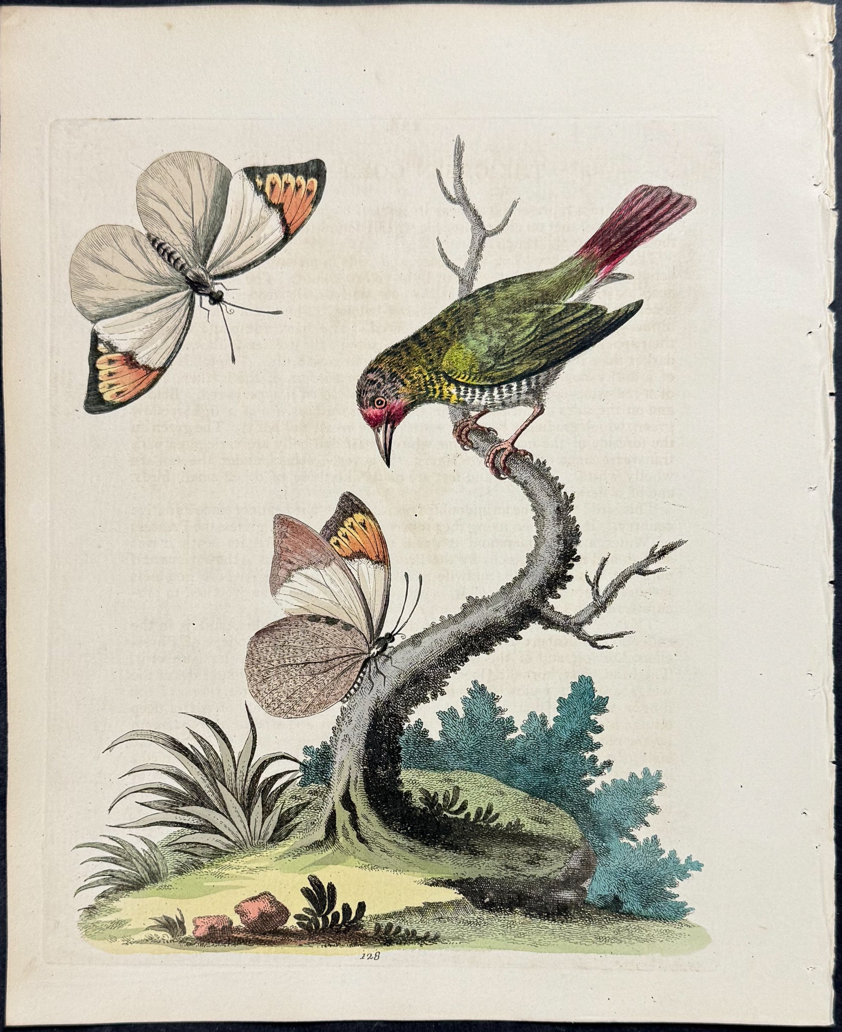 Green Gold-Finch & Butterflies