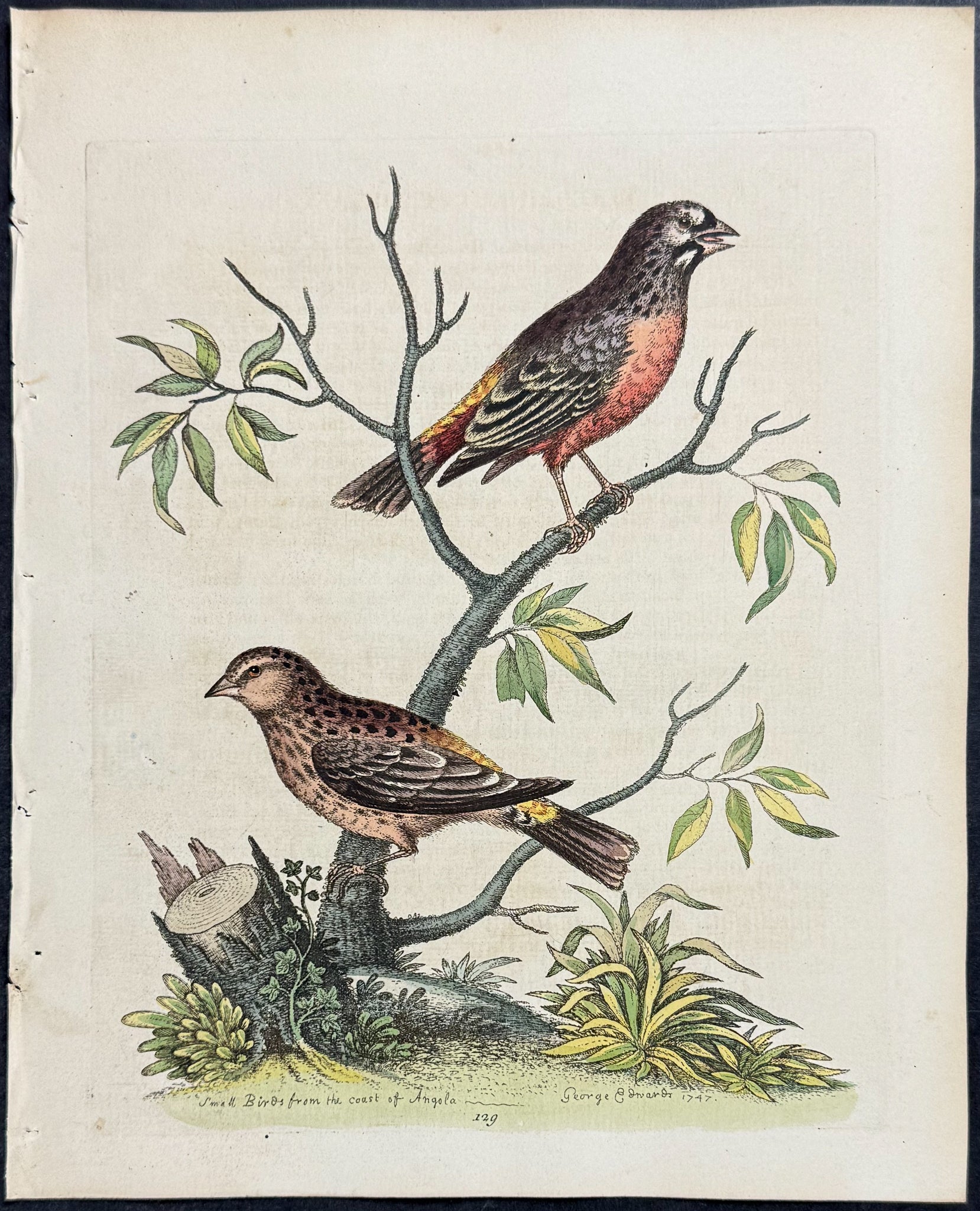 Linnets from Angola