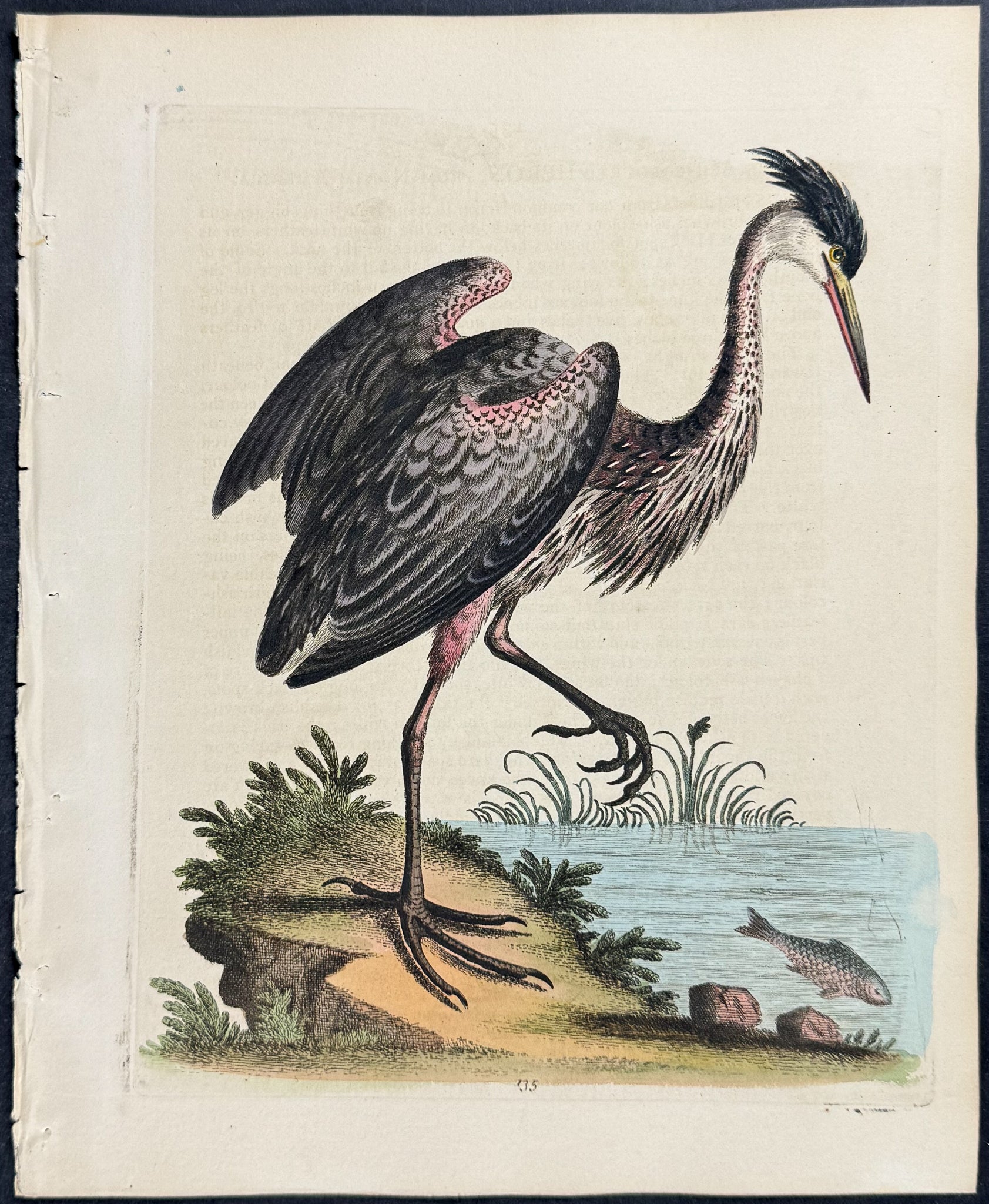 Ash-colour'd Heron from North America