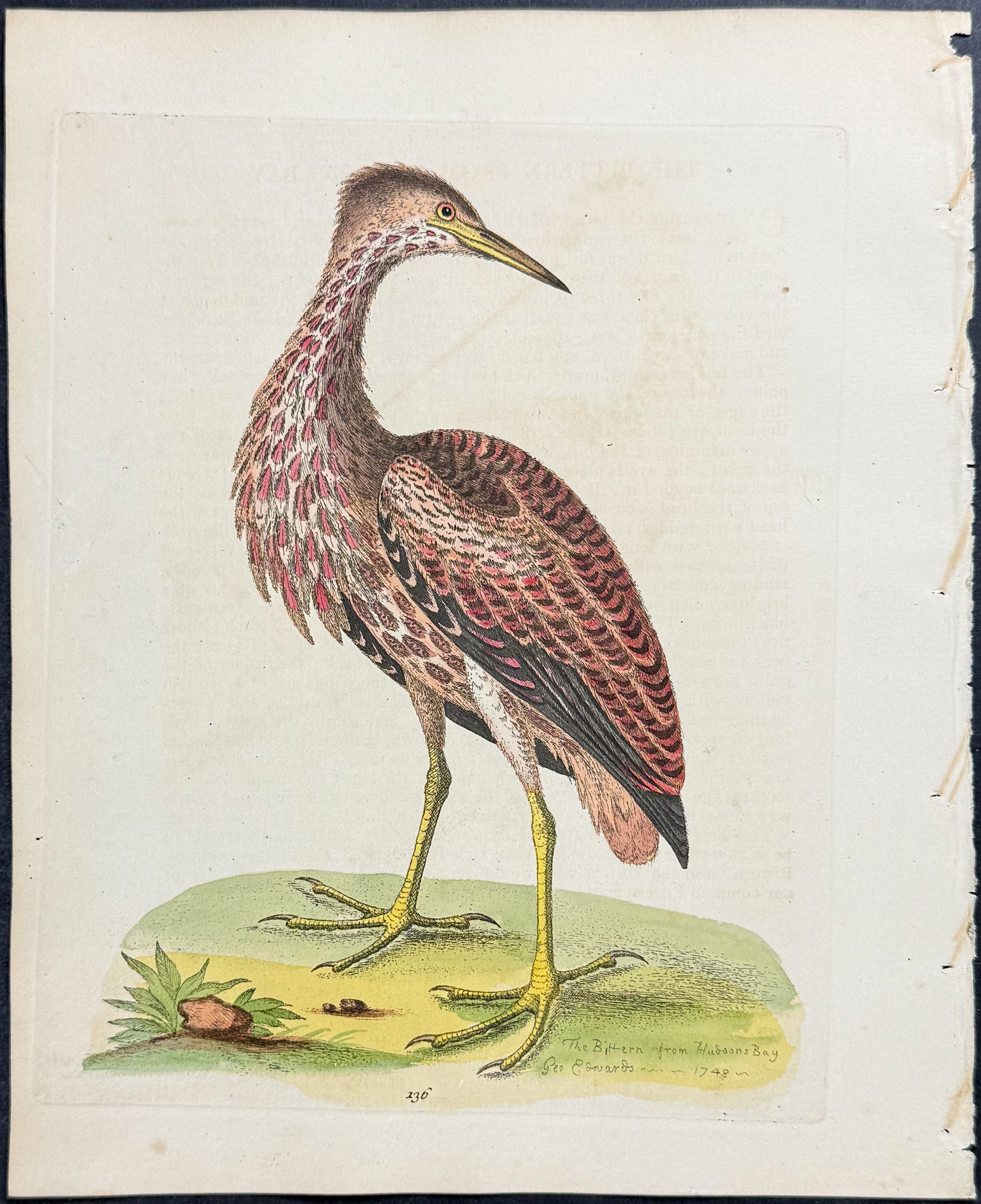 Bittern from Hudson's Bay